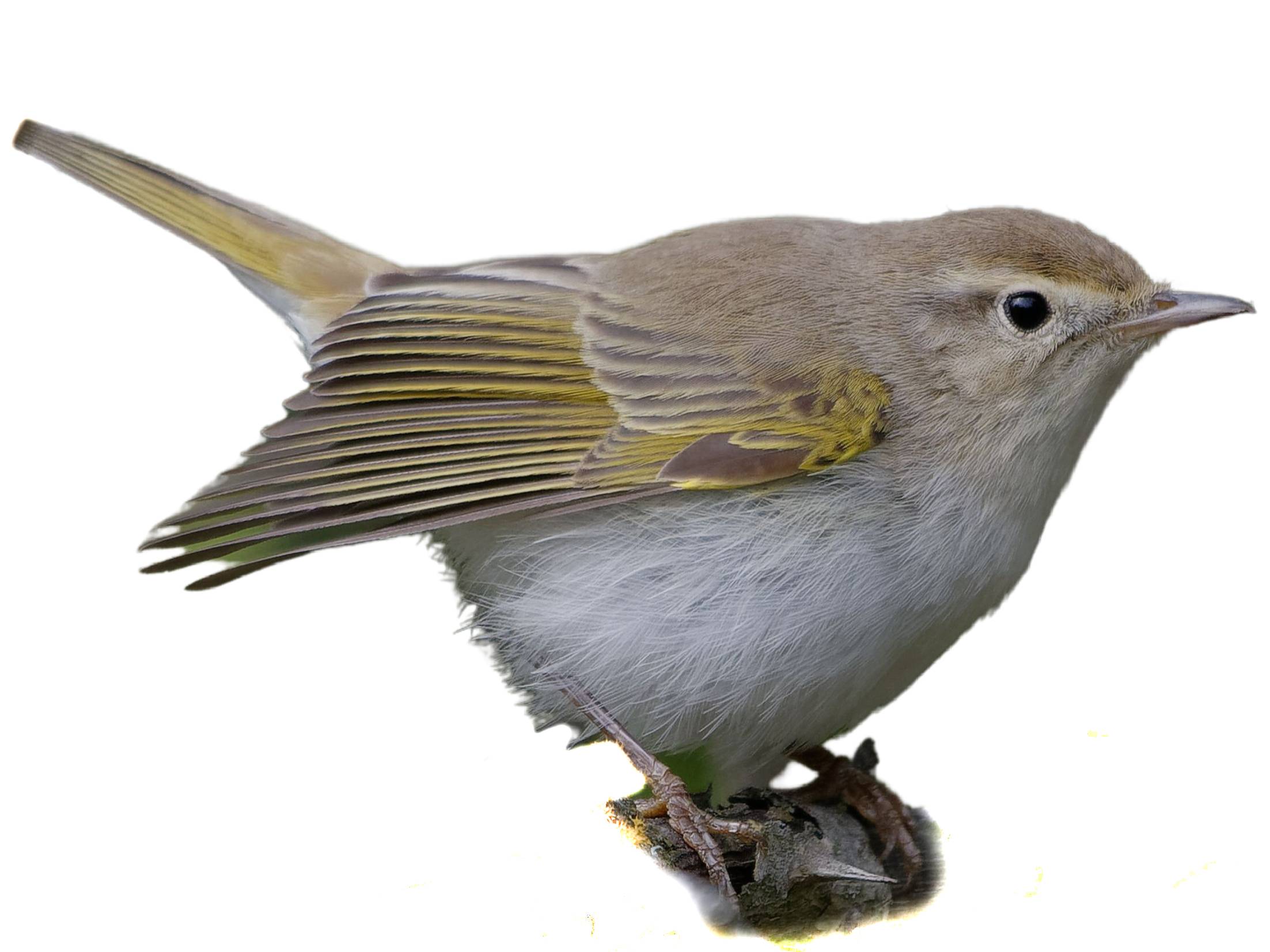 A photo of a Western Bonelli's Warbler (Phylloscopus bonelli)