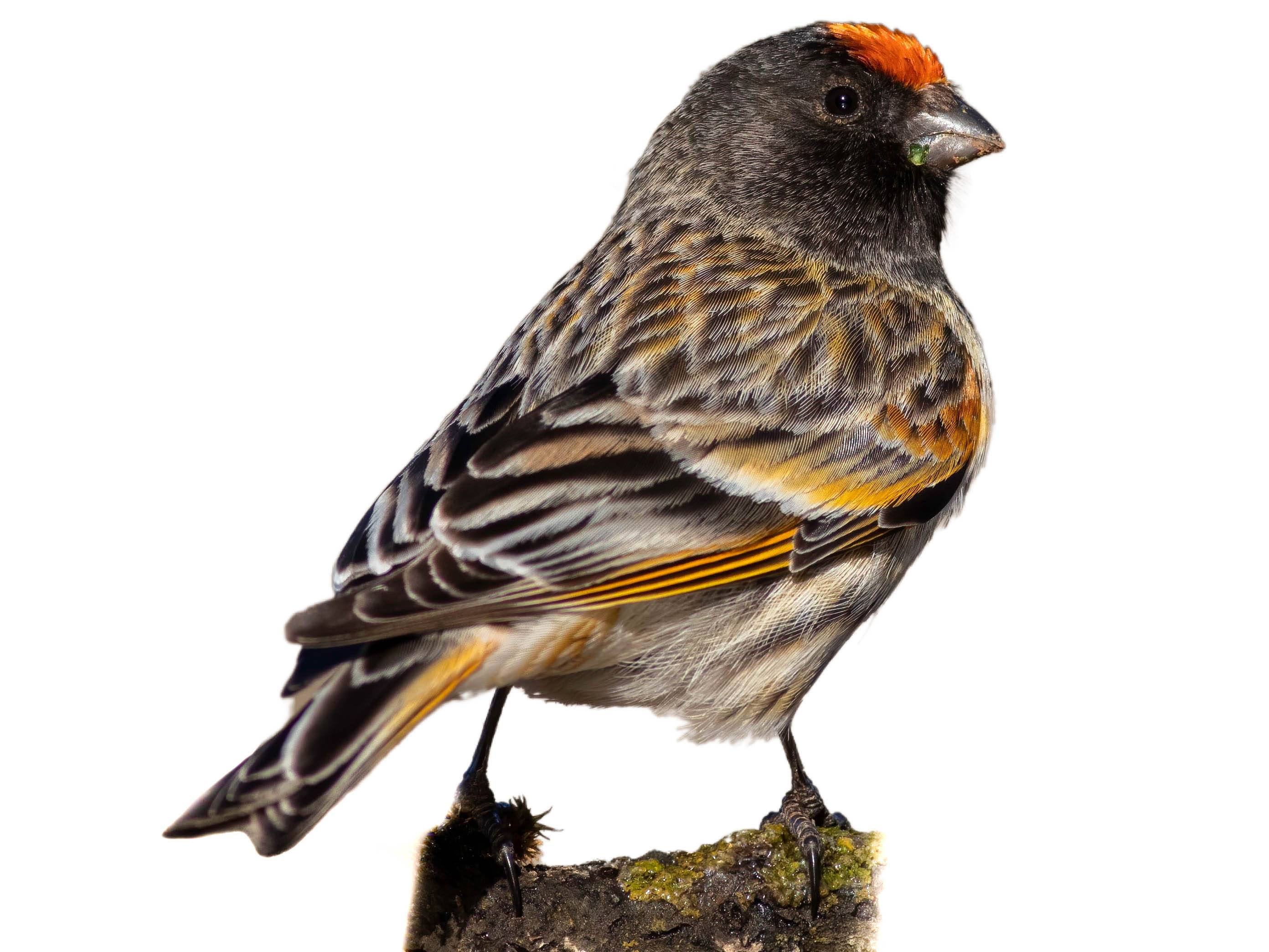 A photo of a Red-fronted Serin (Serinus pusillus)