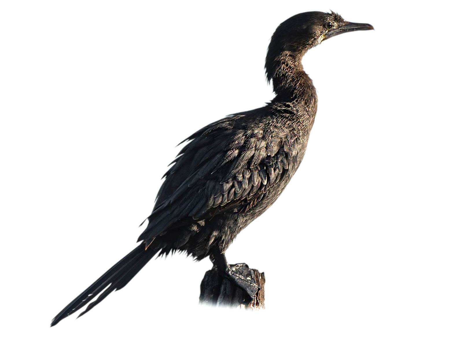 A photo of a Little Cormorant (Microcarbo niger)