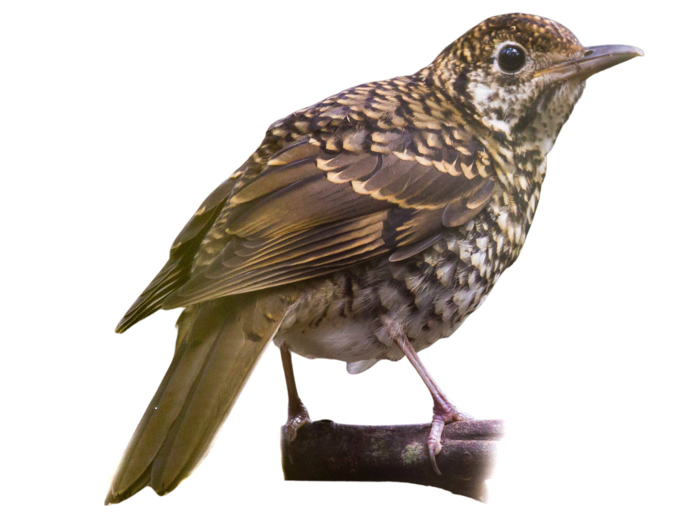 A photo of a Bassian Thrush (Zoothera lunulata)