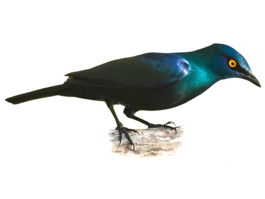 A photo of a Black-bellied Starling (Notopholia corusca)