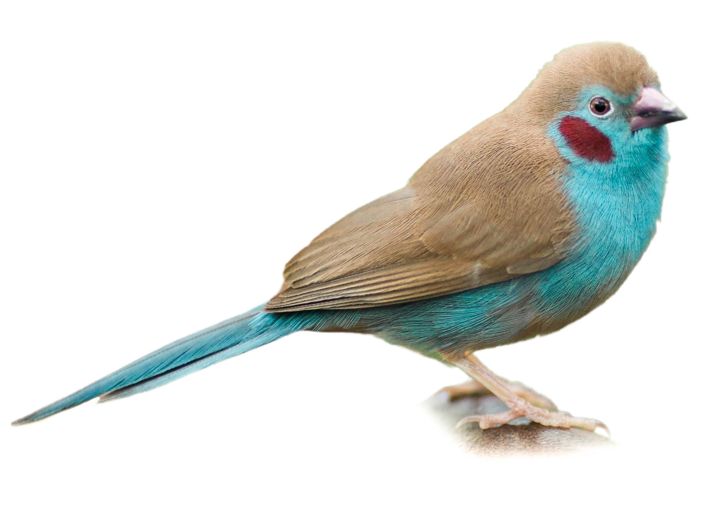 A photo of a Red-cheeked Cordon-bleu (Uraeginthus bengalus), male