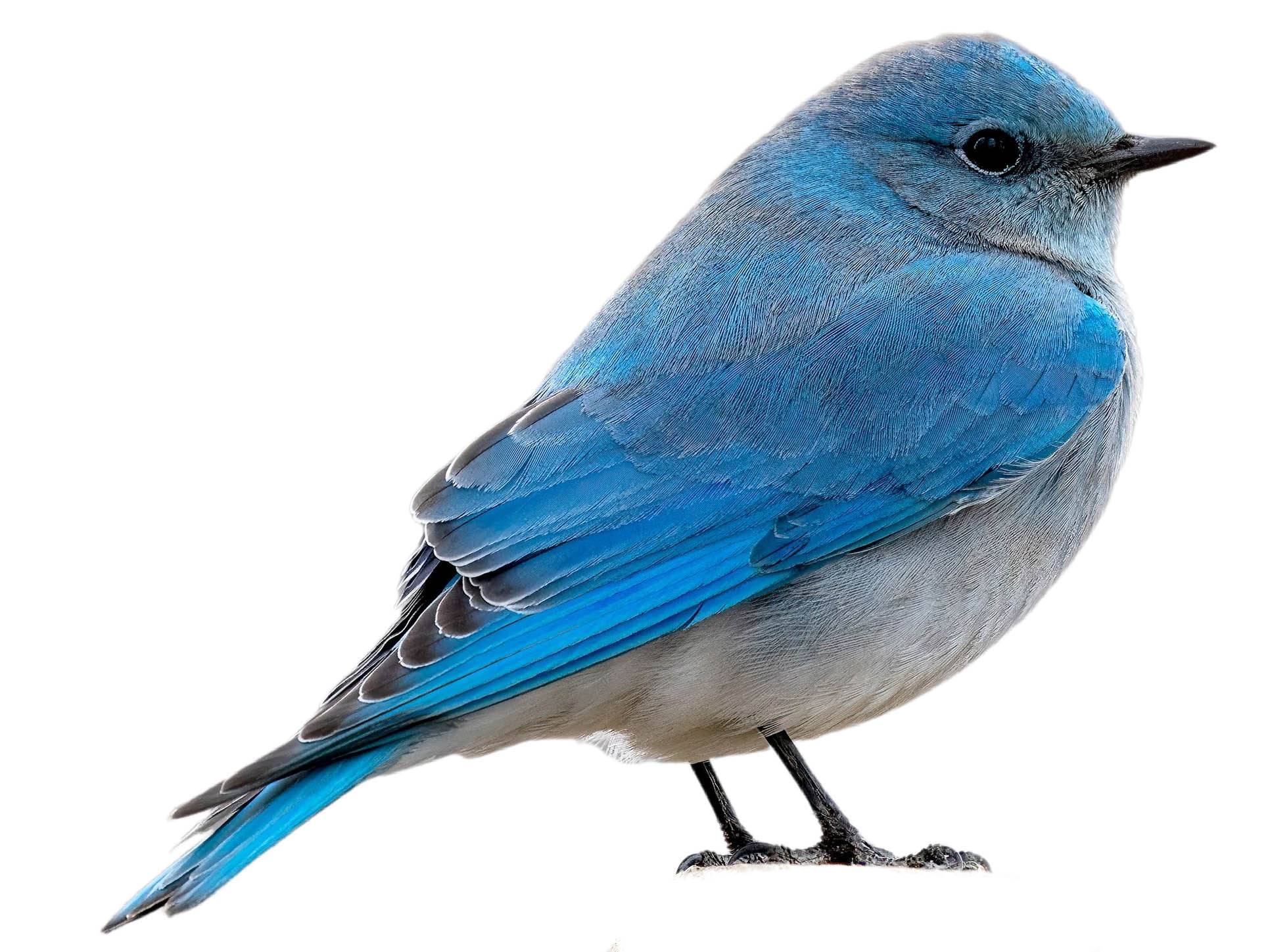 A photo of a Mountain Bluebird (Sialia currucoides), male