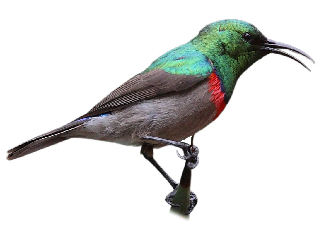 A photo of a Southern Double-collared Sunbird (Cinnyris chalybeus), male