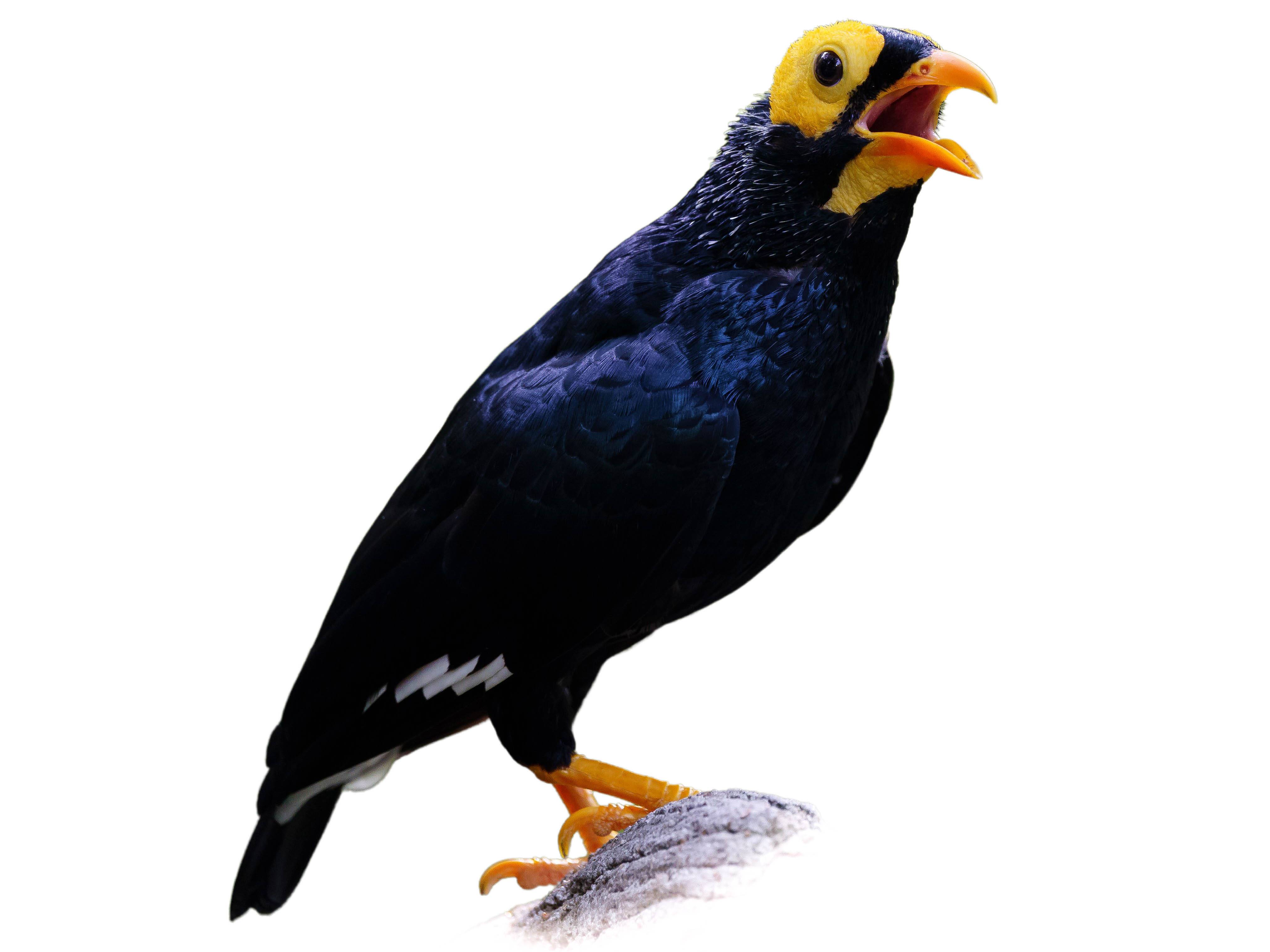 A photo of a Yellow-faced Myna (Mino dumontii)