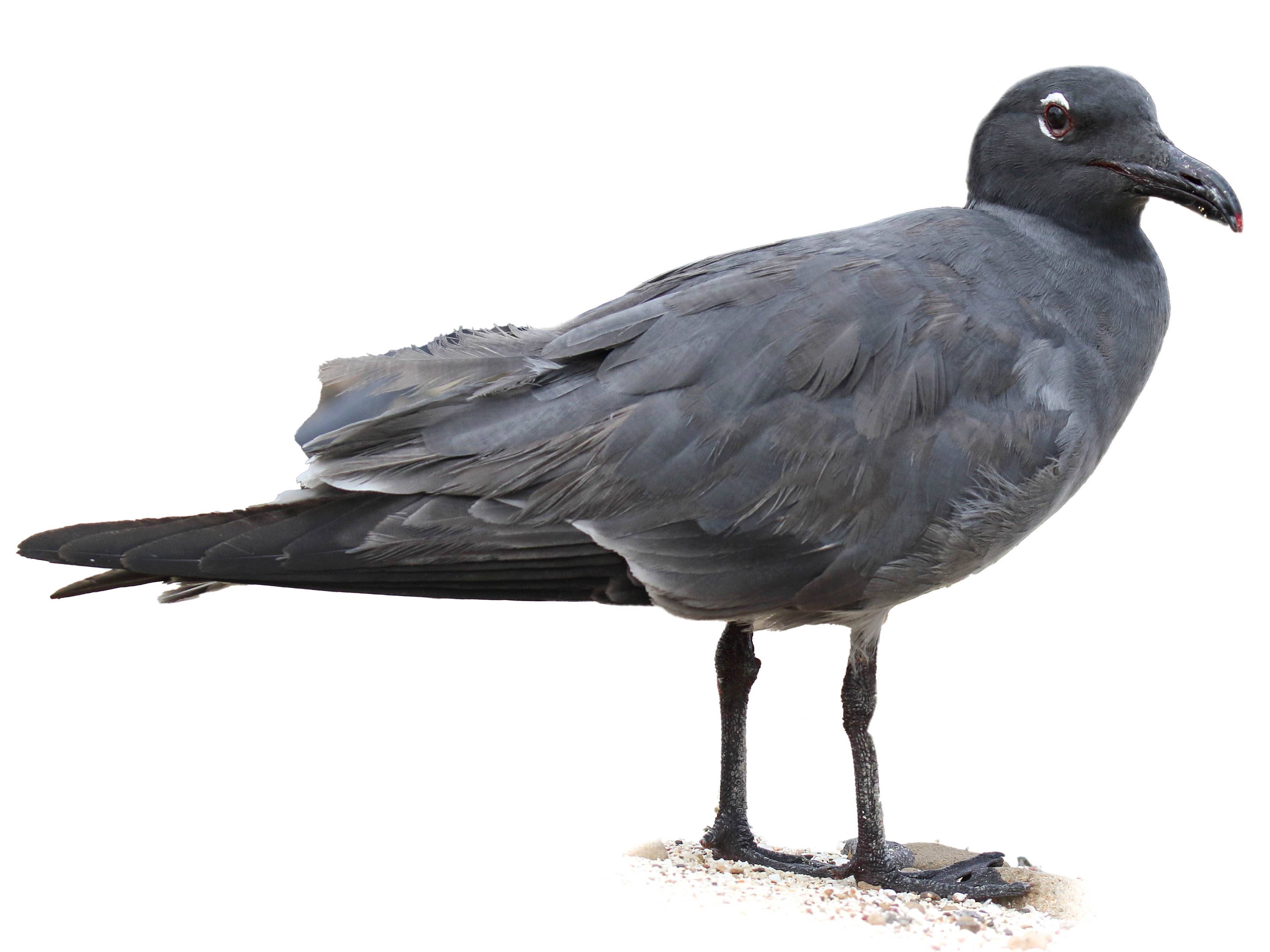 A photo of a Lava Gull (Leucophaeus fuliginosus)