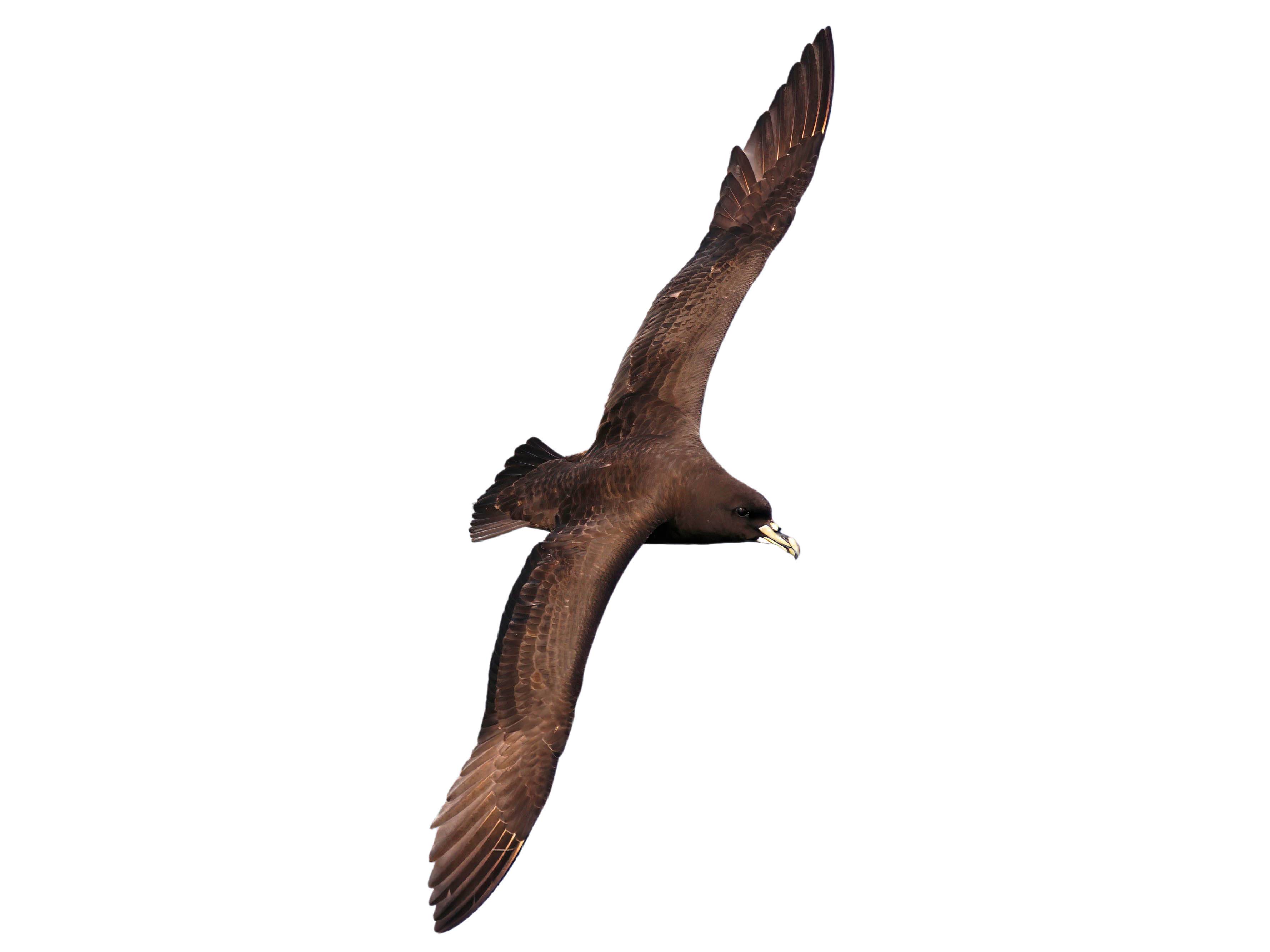 A photo of a White-chinned Petrel (Procellaria aequinoctialis)