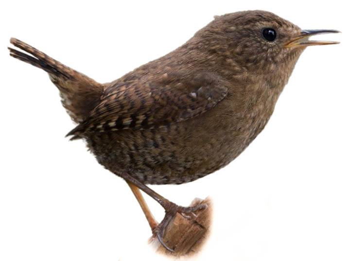 A photo of a Pacific Wren (Troglodytes pacificus)