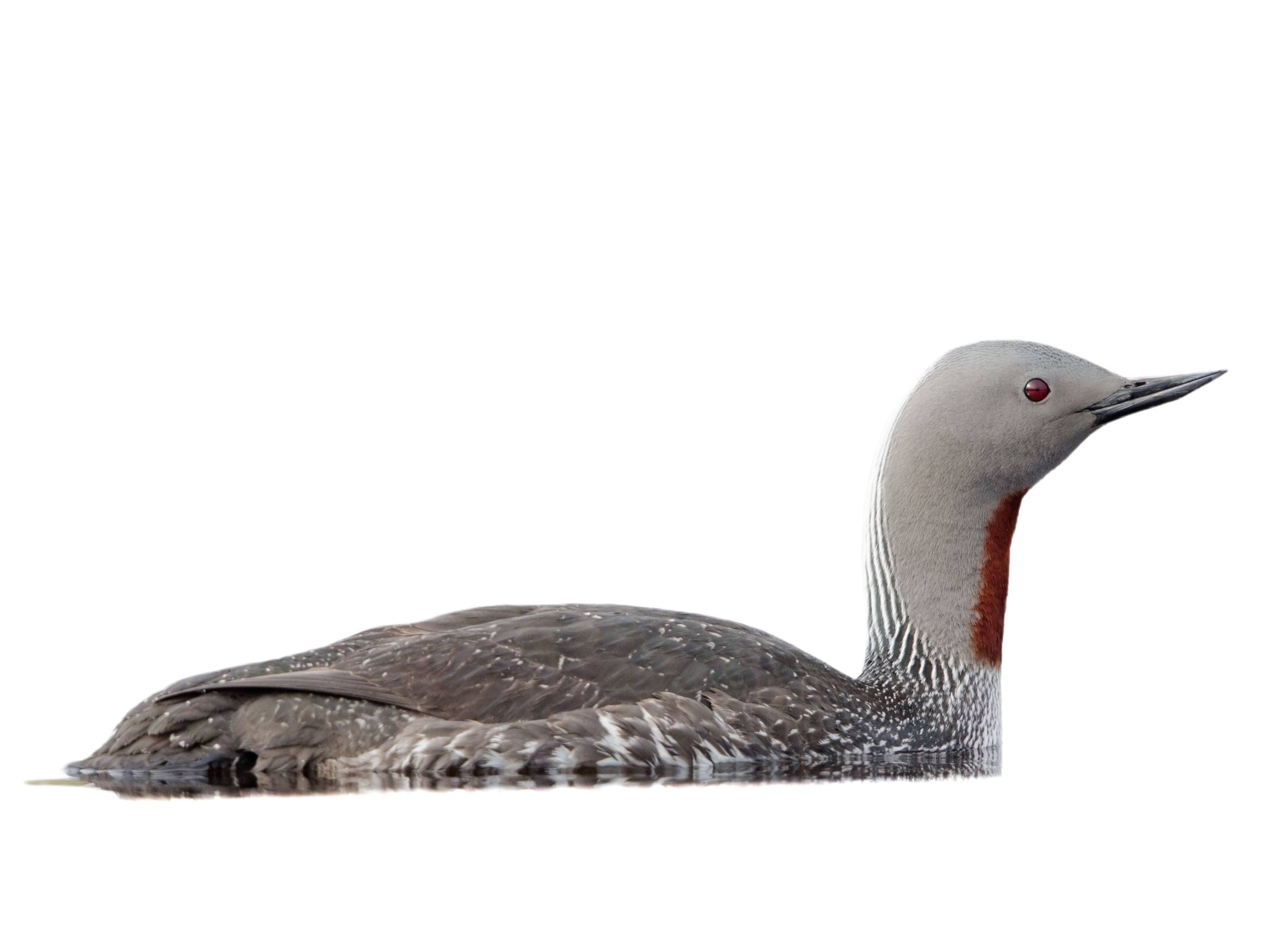 A photo of a Red-throated Loon (Gavia stellata)