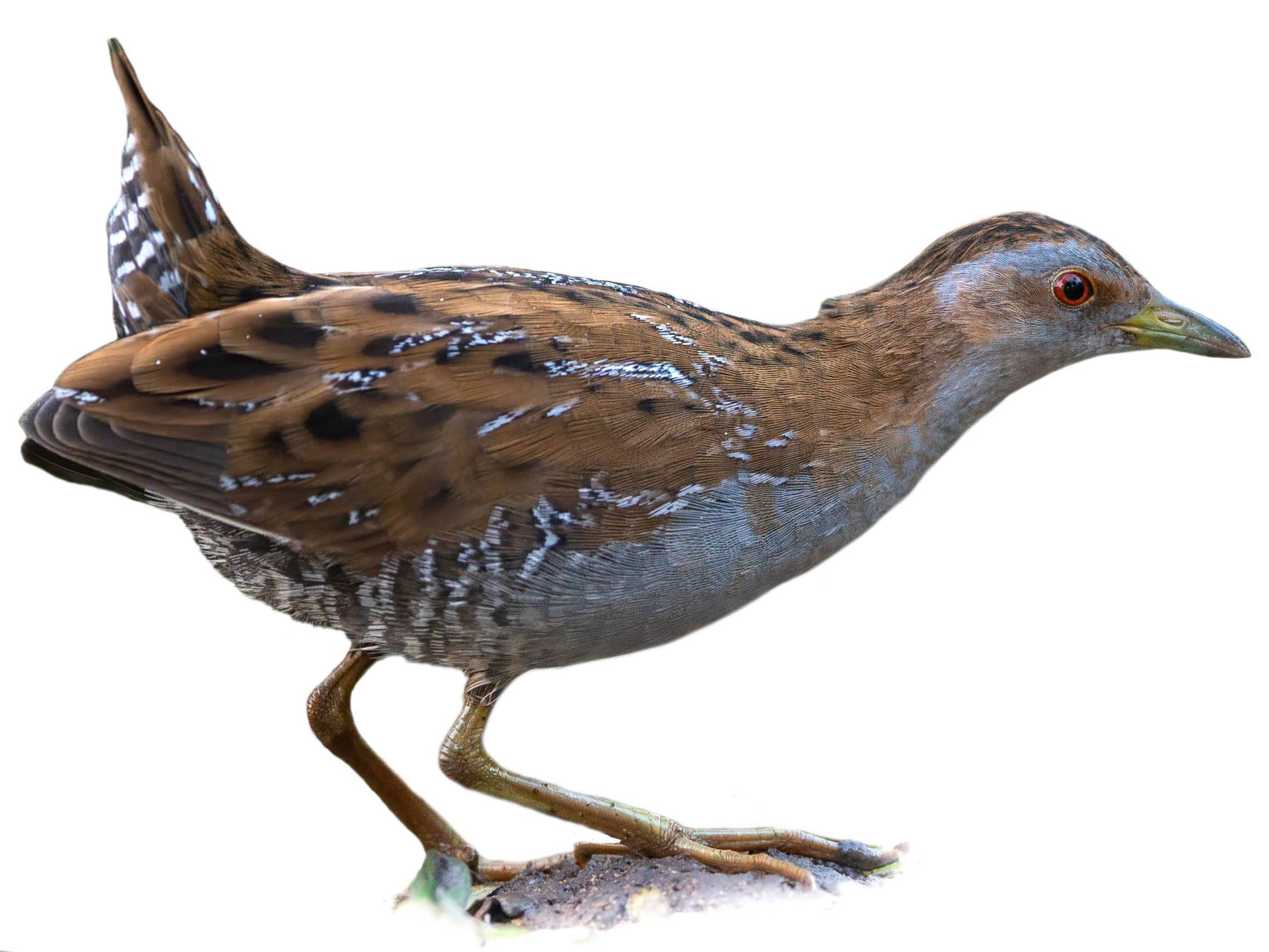 A photo of a Baillon's Crake (Zapornia pusilla)