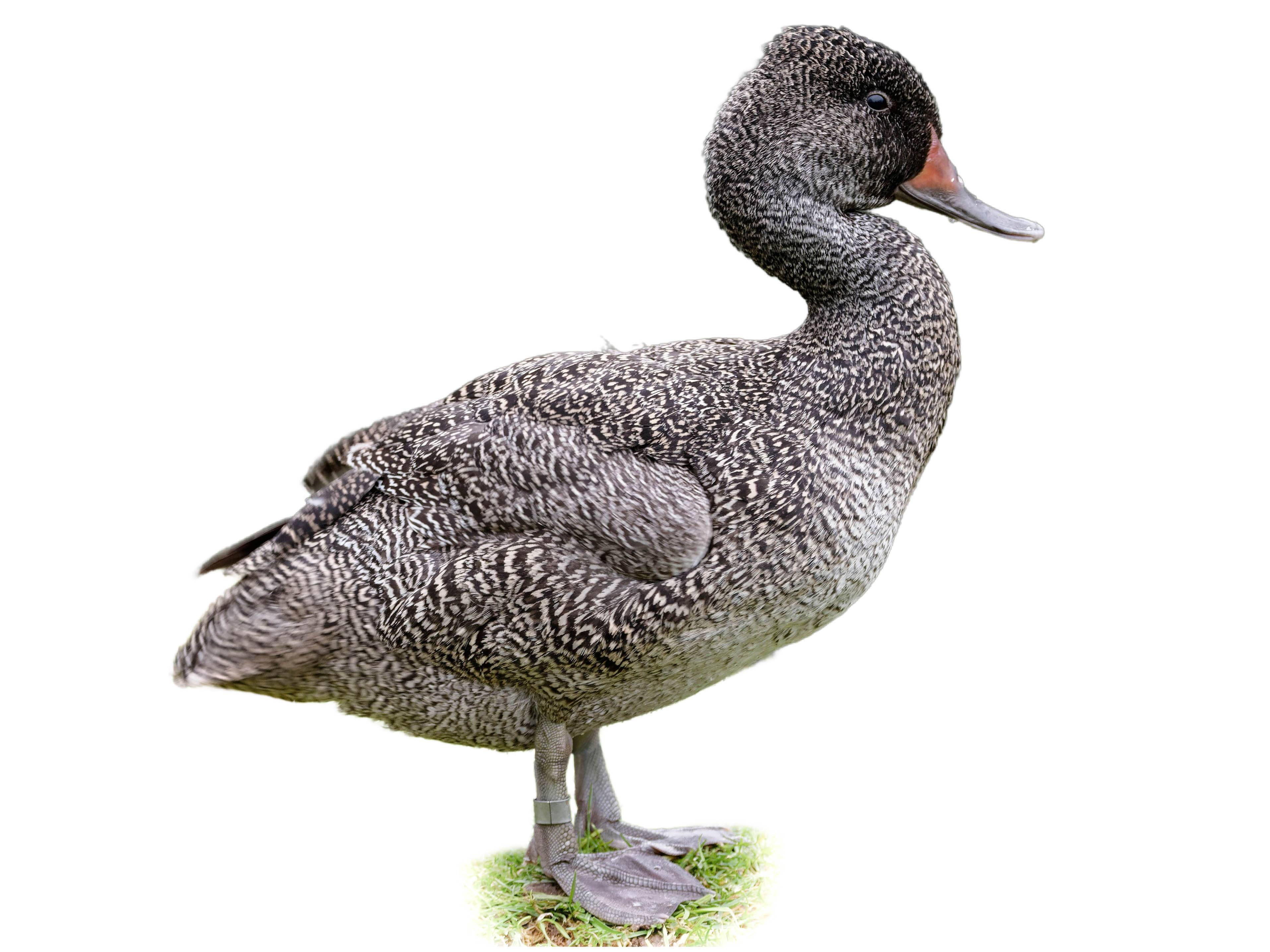 A photo of a Freckled Duck (Stictonetta naevosa), male
