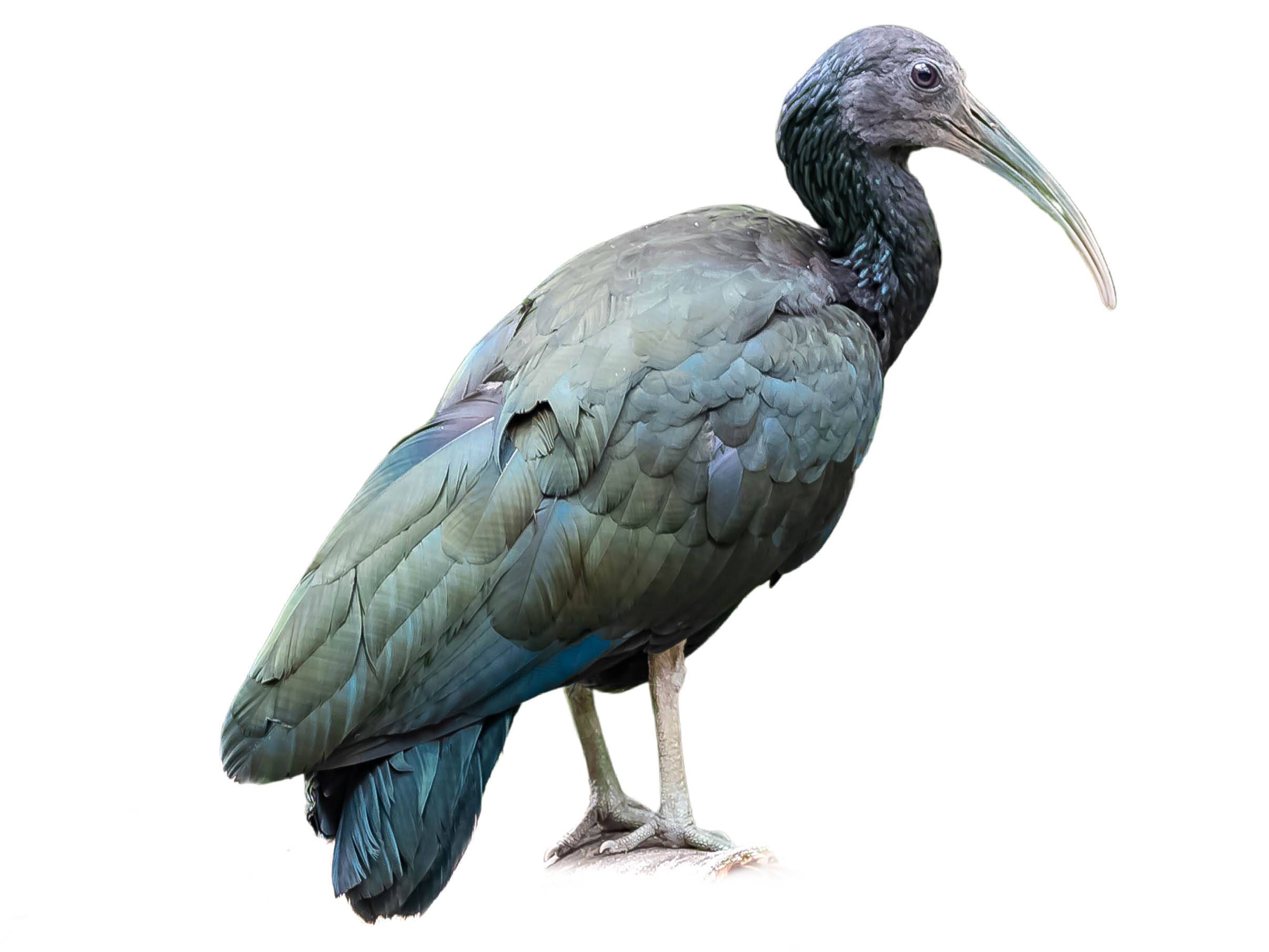 A photo of a Green Ibis (Mesembrinibis cayennensis)