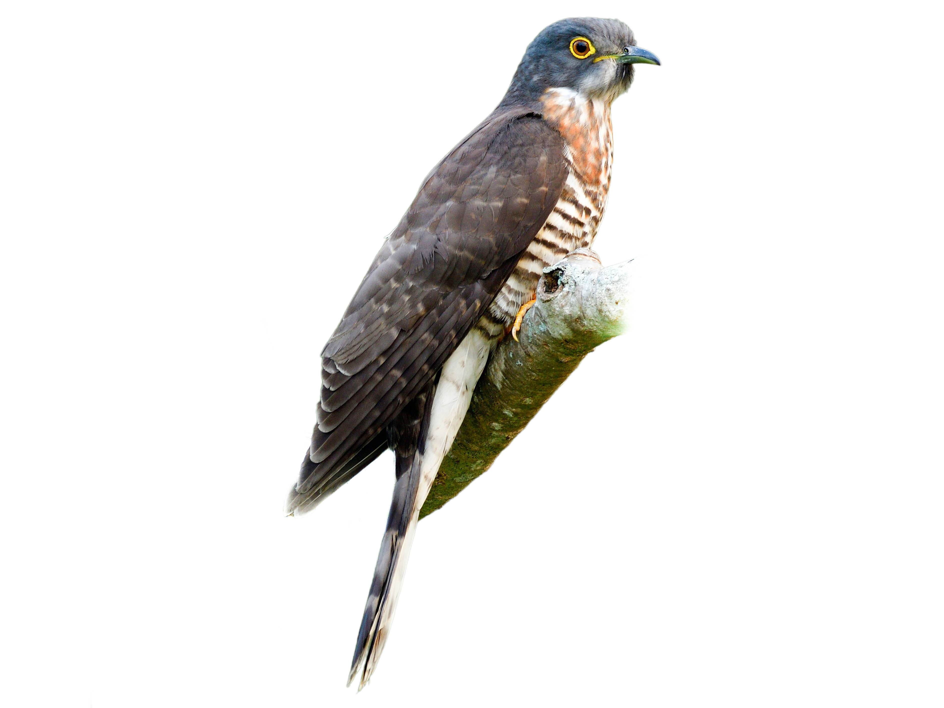 A photo of a Large Hawk-Cuckoo (Hierococcyx sparverioides)