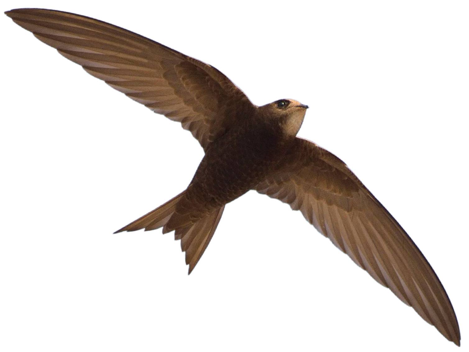 A photo of a Common Swift (Apus apus)