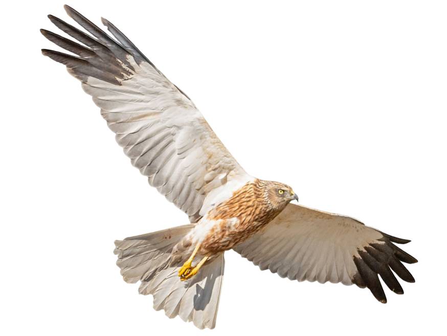 A photo of a Western Marsh Harrier (Circus aeruginosus), male