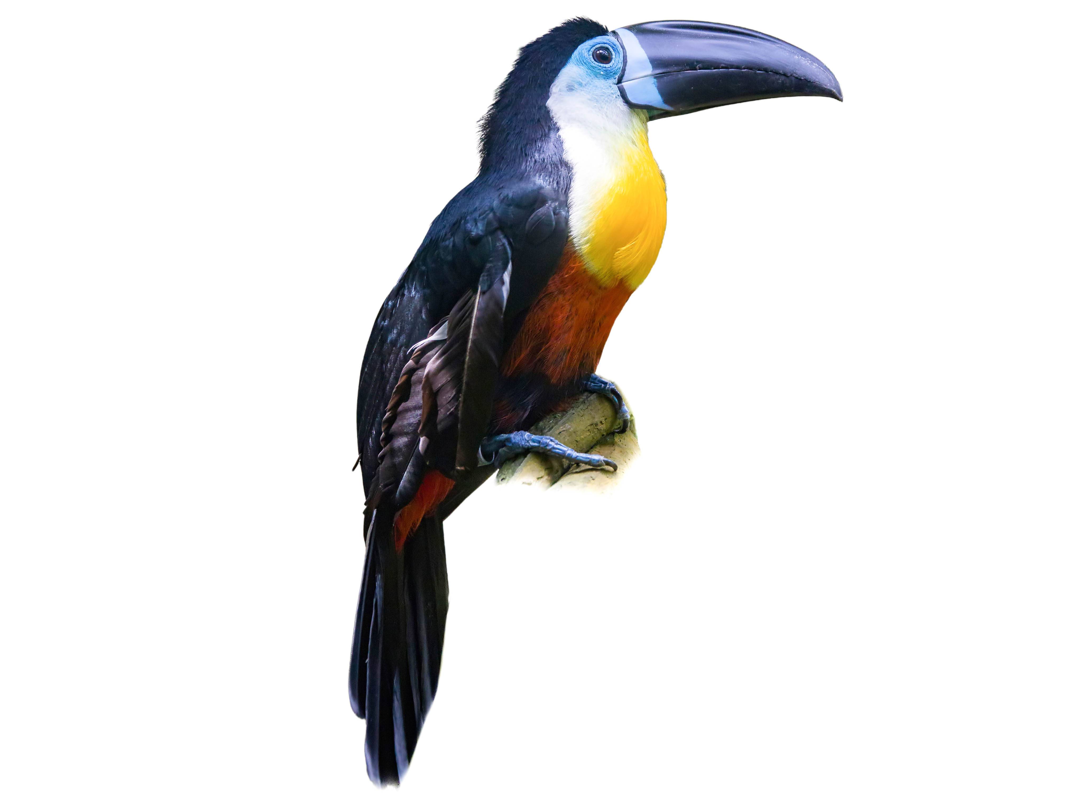 A photo of a Channel-billed Toucan (Ramphastos vitellinus)