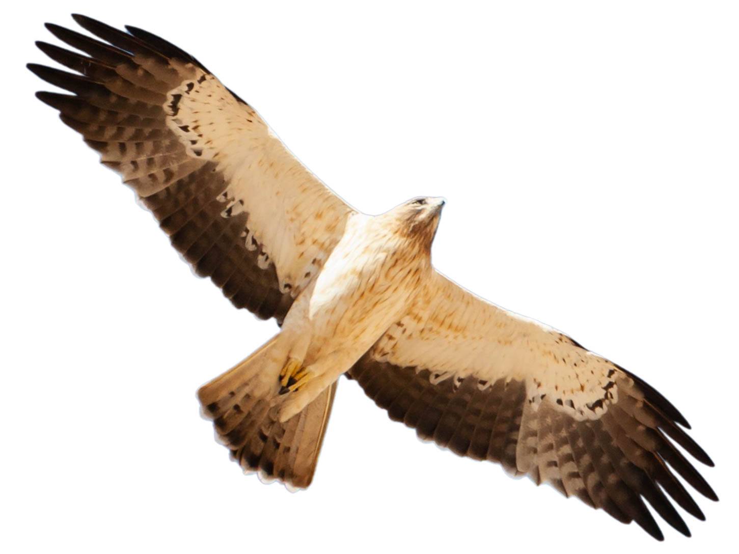 A photo of a Booted Eagle (Hieraaetus pennatus)