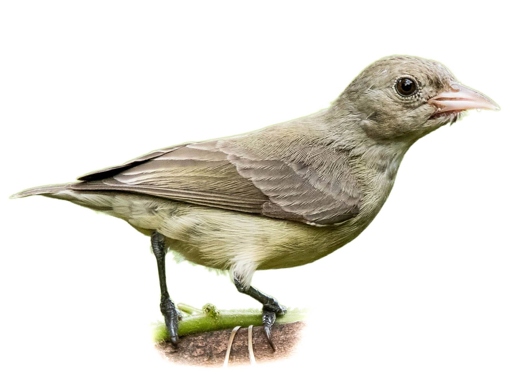 A photo of a Pale-billed Flowerpecker (Dicaeum erythrorhynchos)