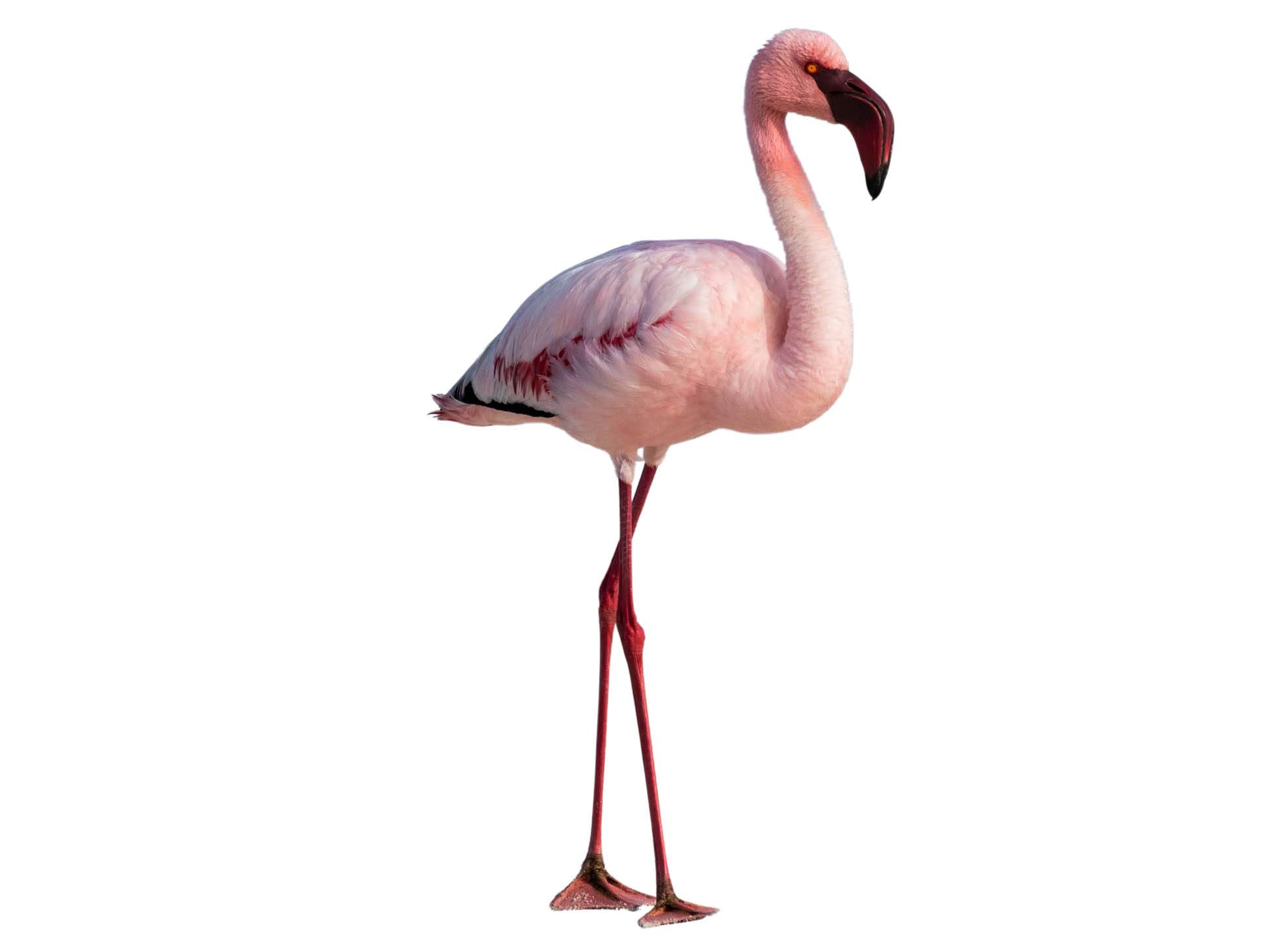 A photo of a Lesser Flamingo (Phoeniconaias minor)