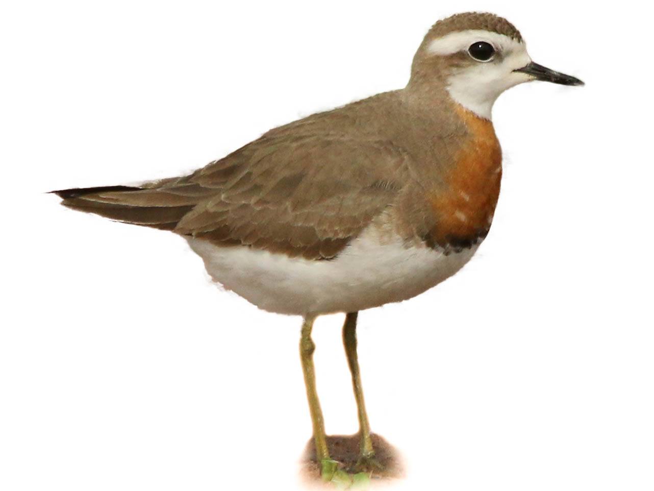 A photo of a Caspian Plover (Charadrius asiaticus), male