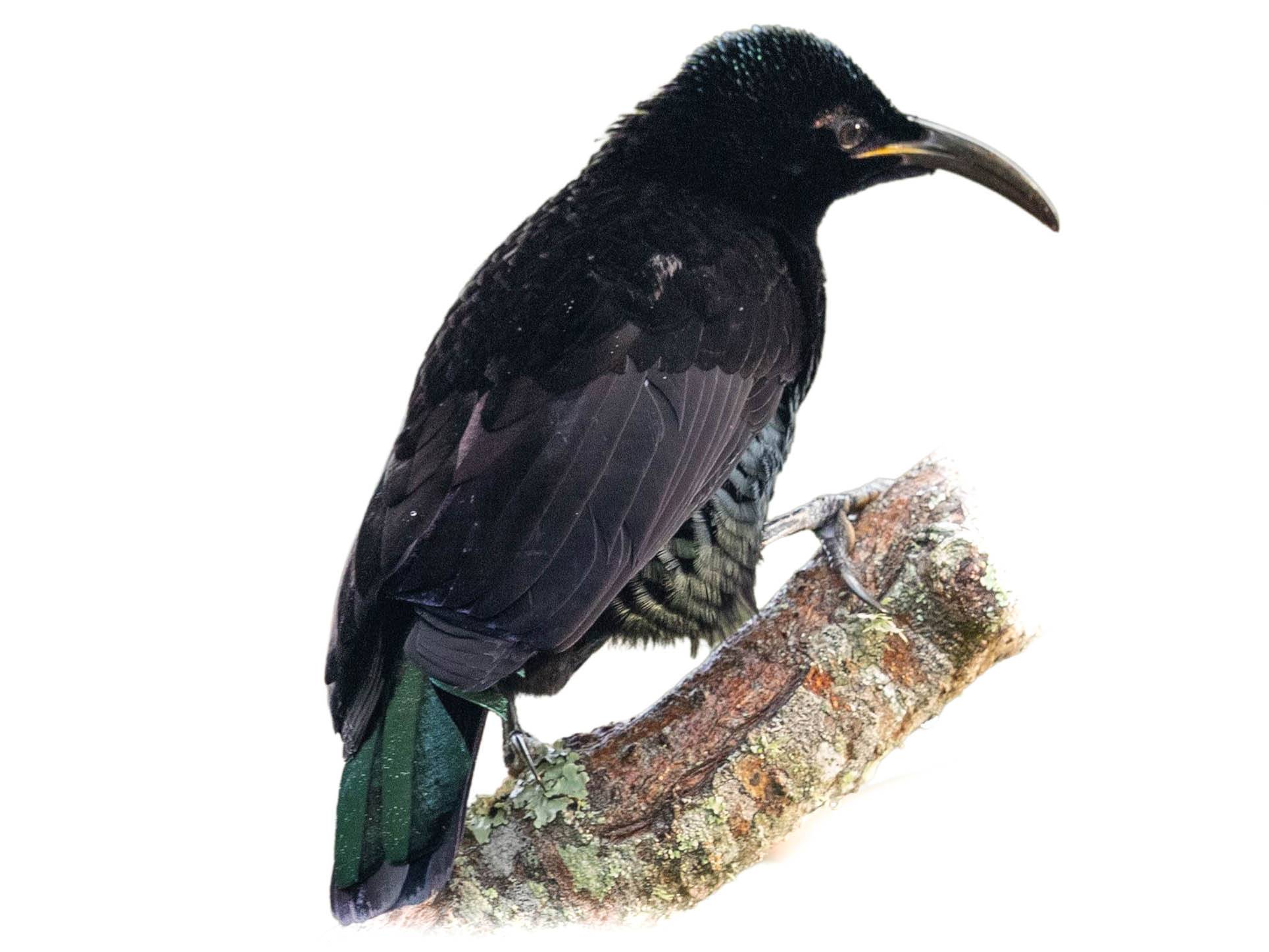 A photo of a Paradise Riflebird (Ptiloris paradiseus), male