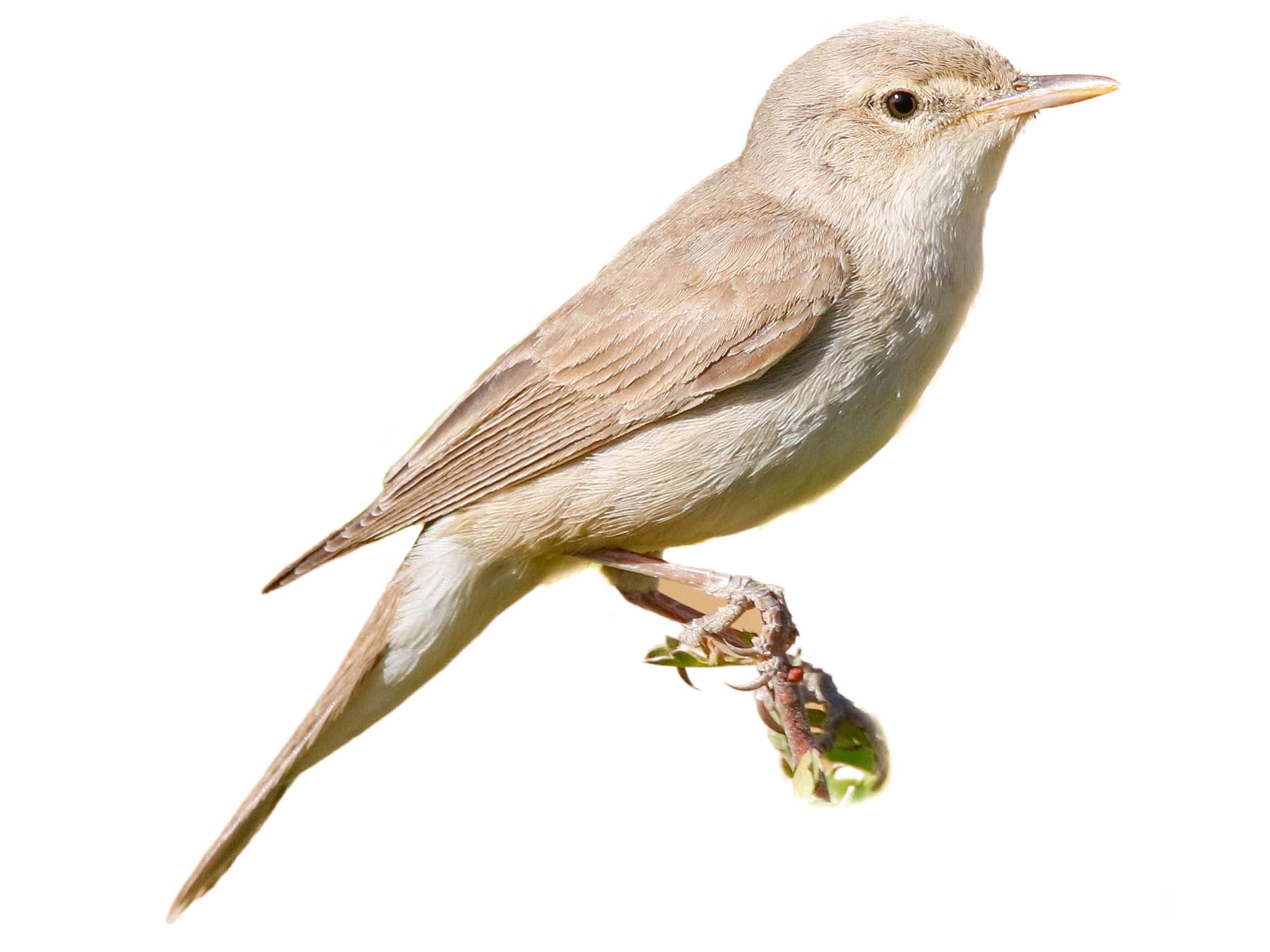 A photo of a Upcher's Warbler (Hippolais languida)