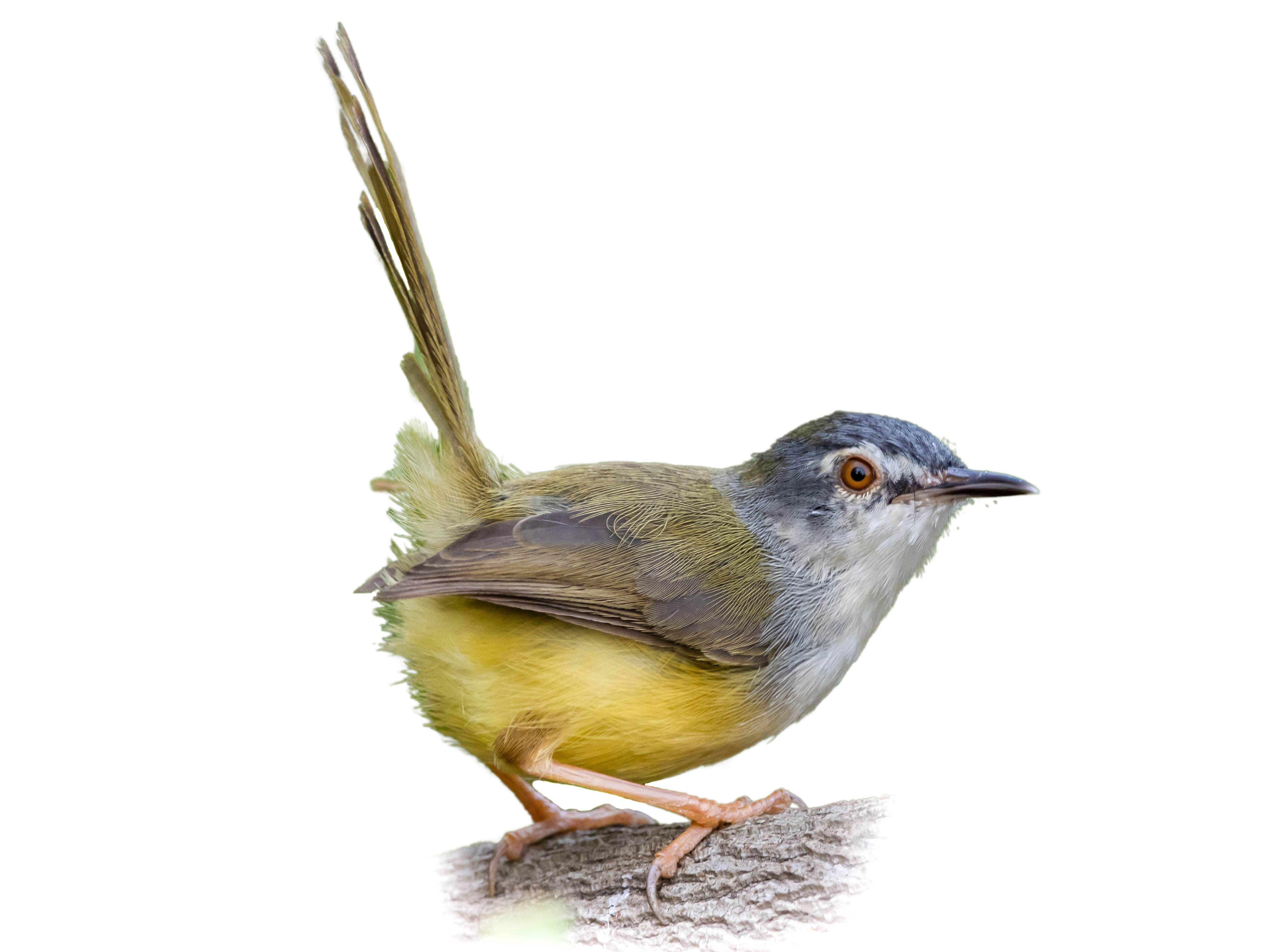 A photo of a Yellow-bellied Prinia (Prinia flaviventris)