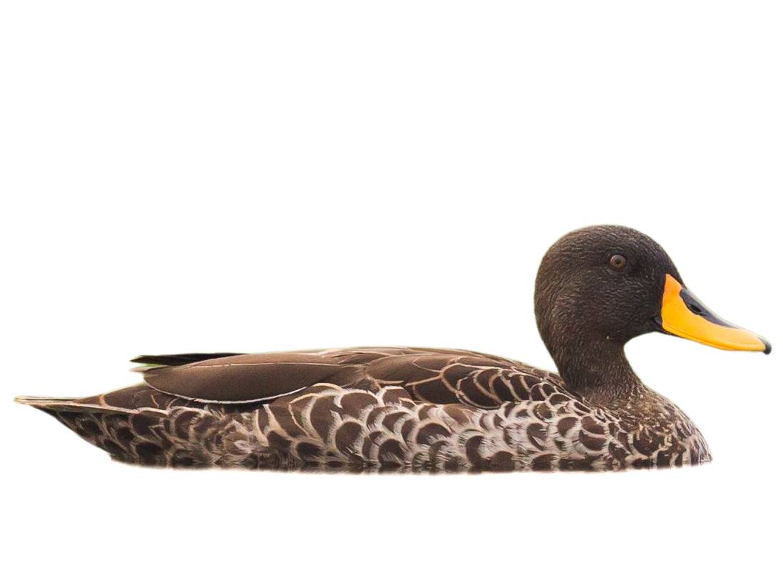 A photo of a Yellow-billed Duck (Anas undulata)