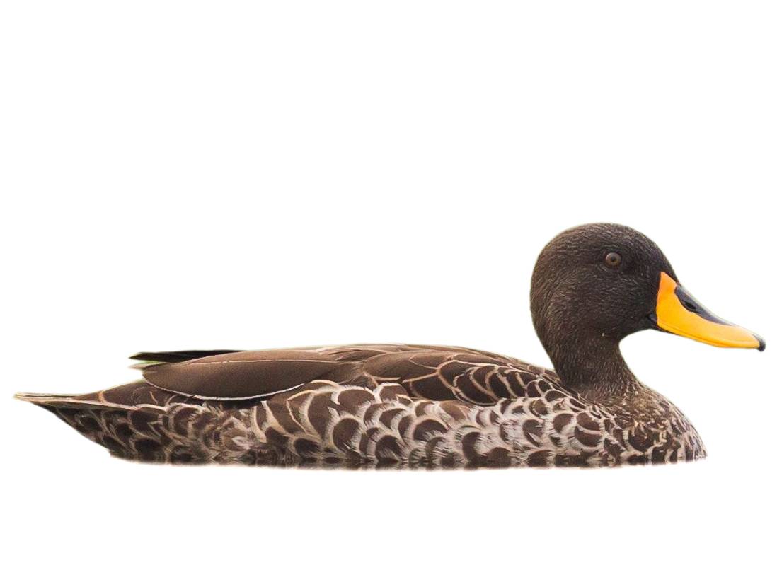 Yellow-billed Duck (Anas undulata) identification - Birda