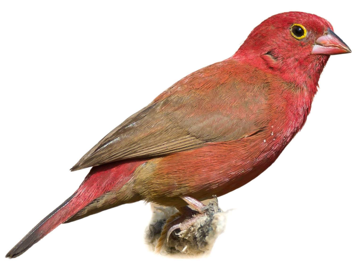 A photo of a Red-billed Firefinch (Lagonosticta senegala), male