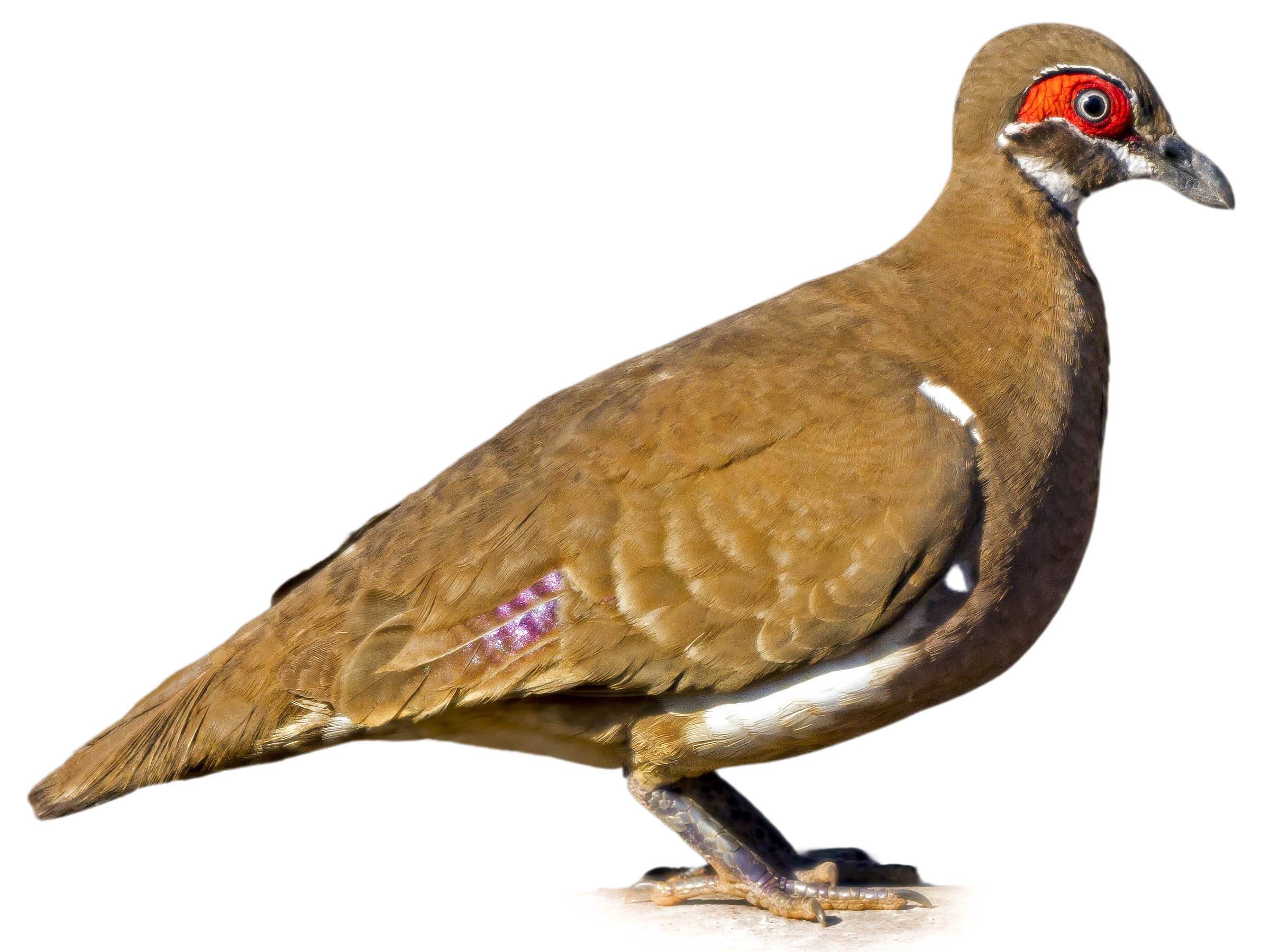 A photo of a Partridge Pigeon (Geophaps smithii)