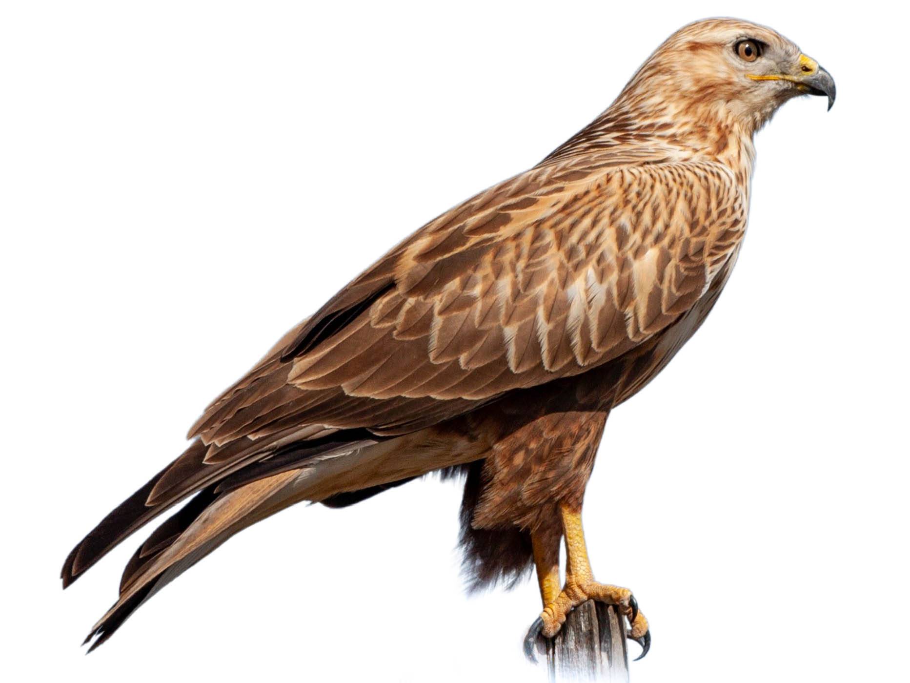 A photo of a Long-legged Buzzard (Buteo rufinus)