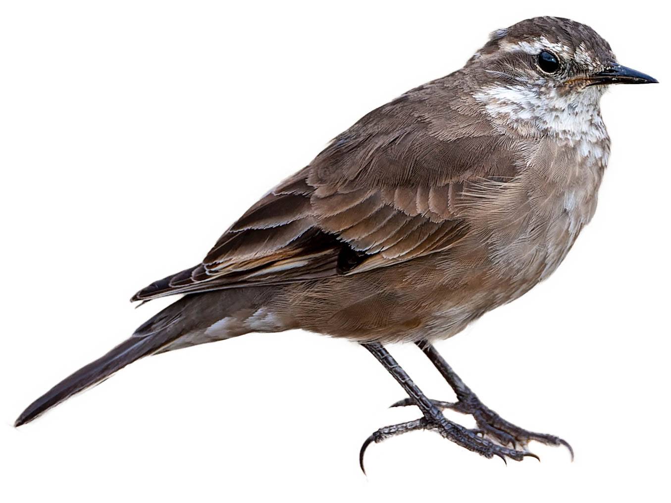 A photo of a Buff-winged Cinclodes (Cinclodes fuscus)