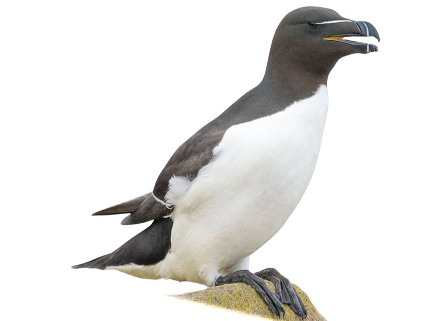 A photo of a Razorbill (Alca torda)