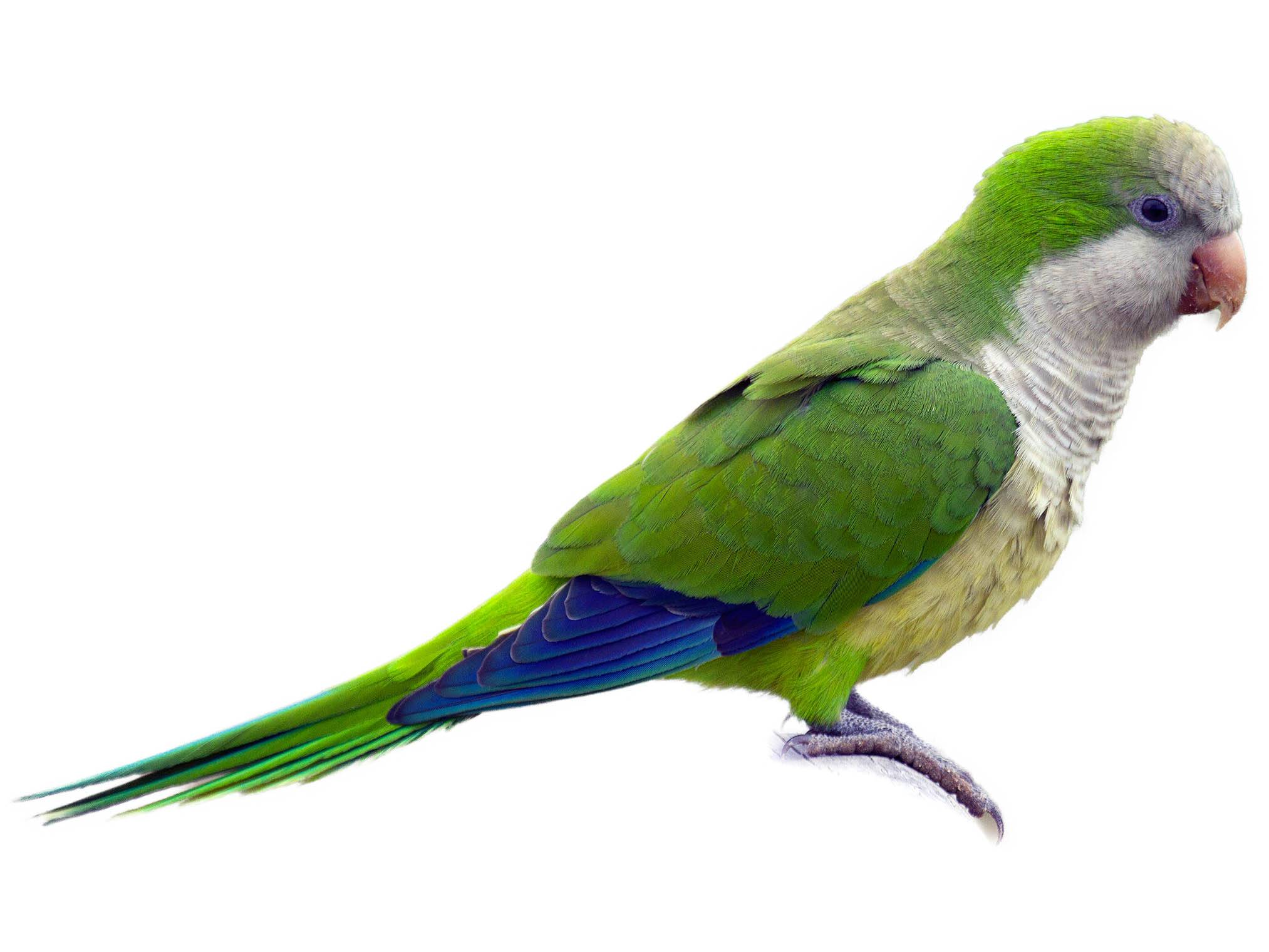 A photo of a Monk Parakeet (Myiopsitta monachus)