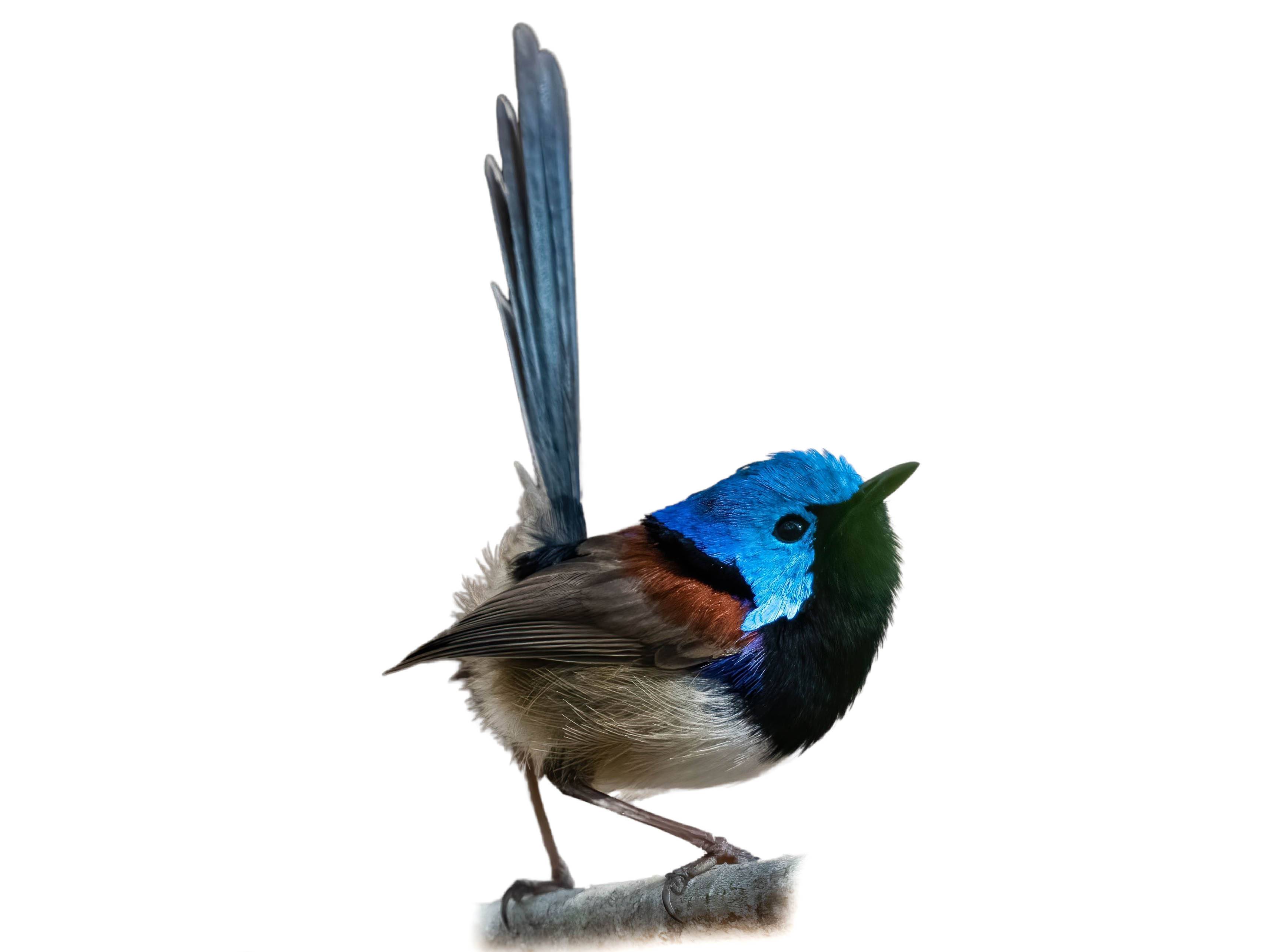 A photo of a Variegated Fairywren (Malurus lamberti), male