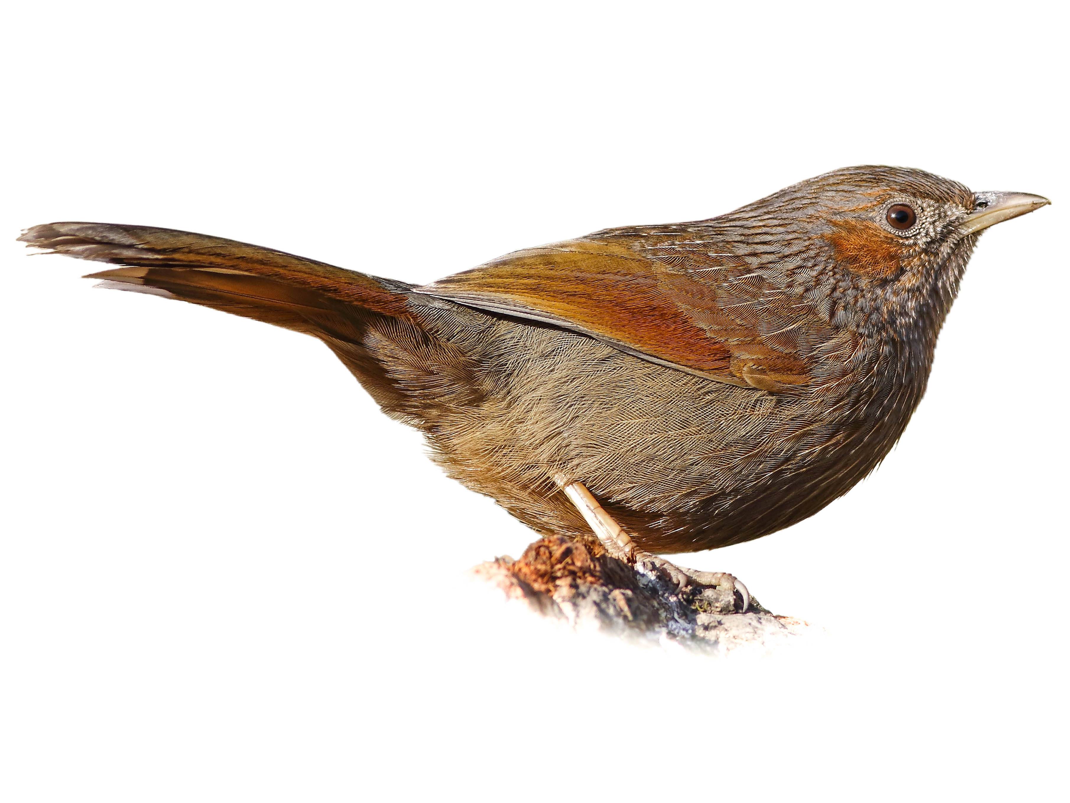 A photo of a Streaked Laughingthrush (Trochalopteron lineatum)