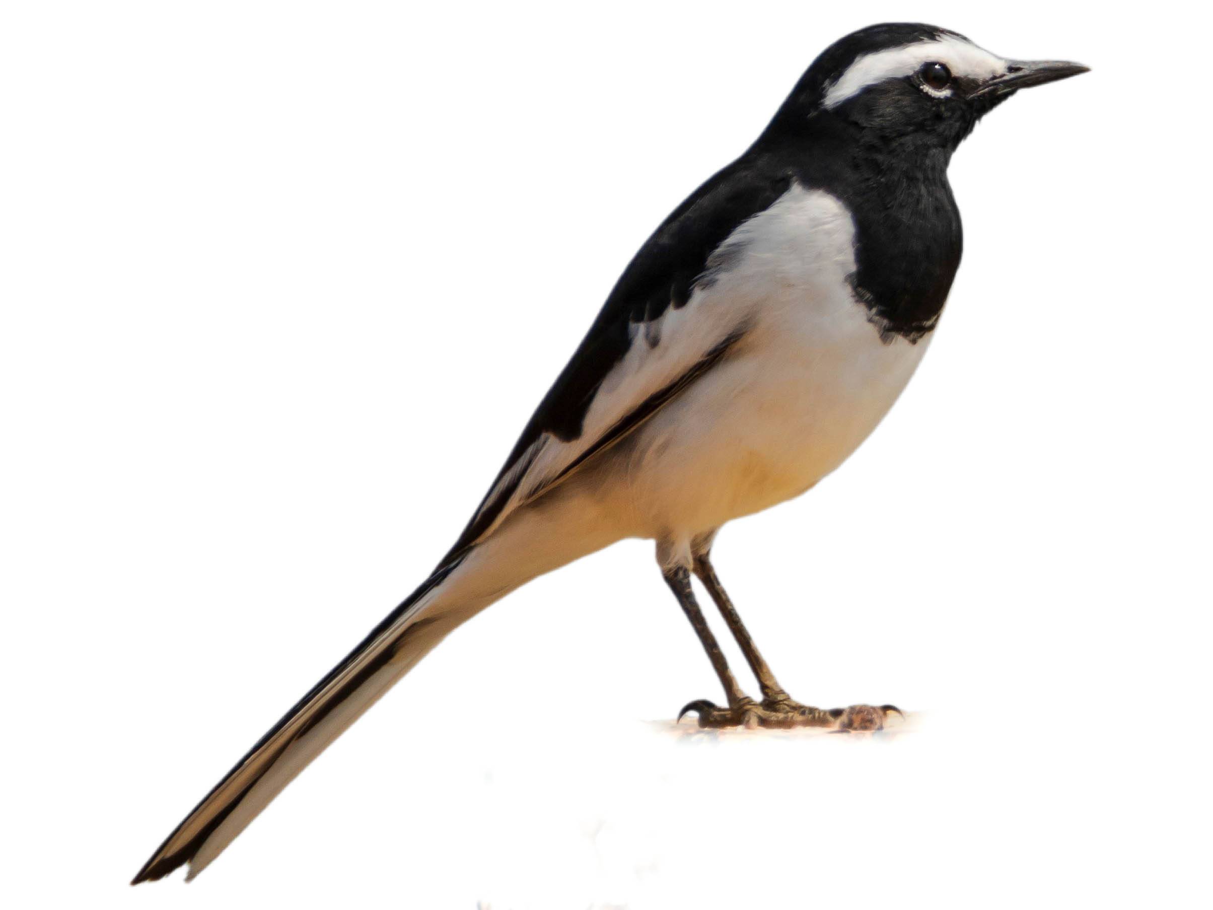 A photo of a White-browed Wagtail (Motacilla maderaspatensis)