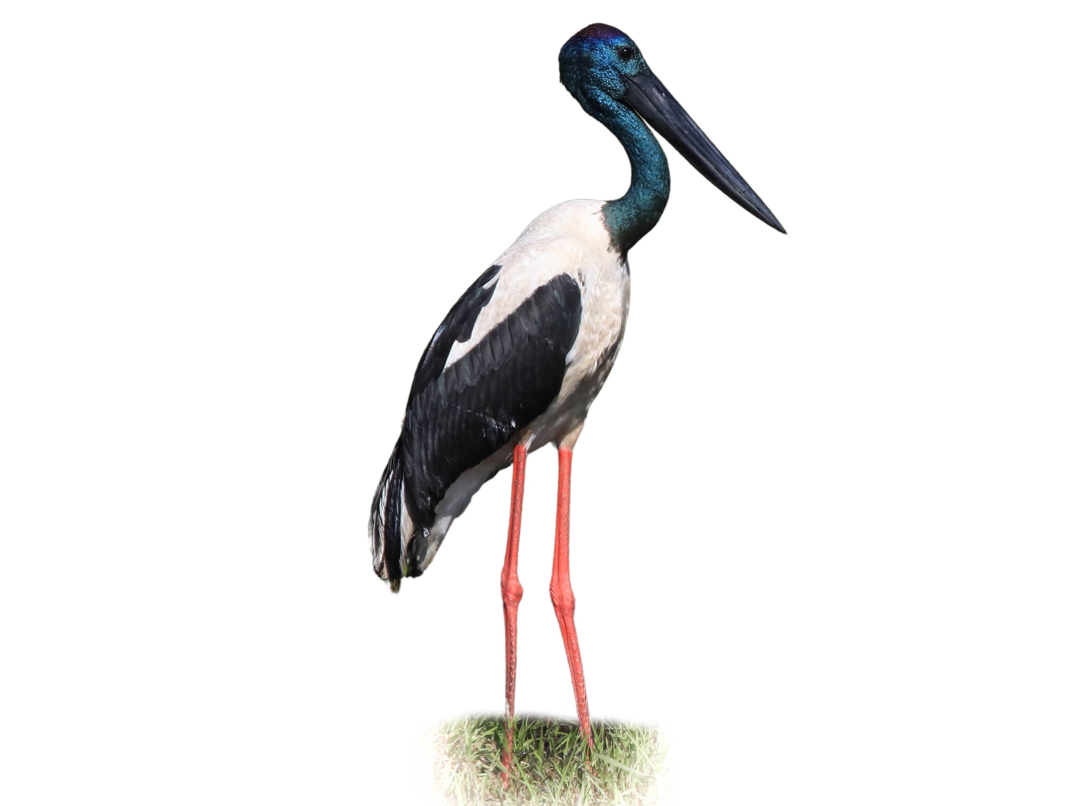 A photo of a Black-necked Stork (Ephippiorhynchus asiaticus)