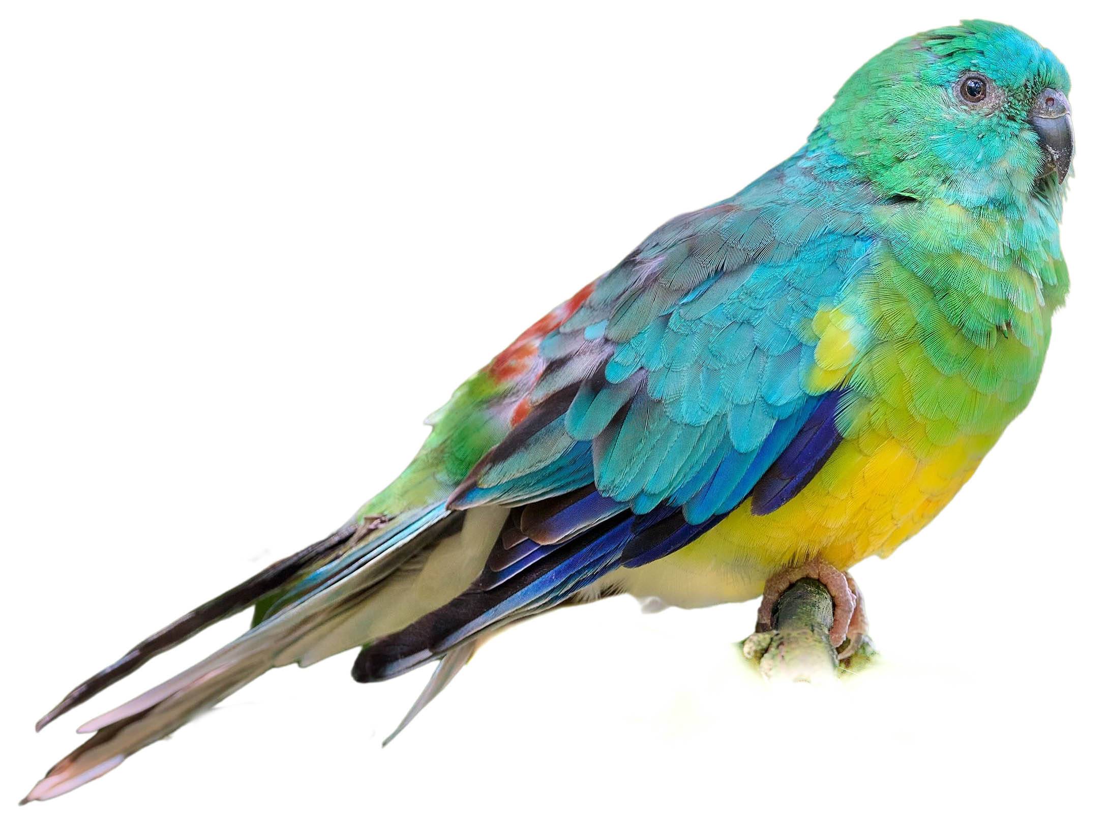 A photo of a Red-rumped Parrot (Psephotus haematonotus), male