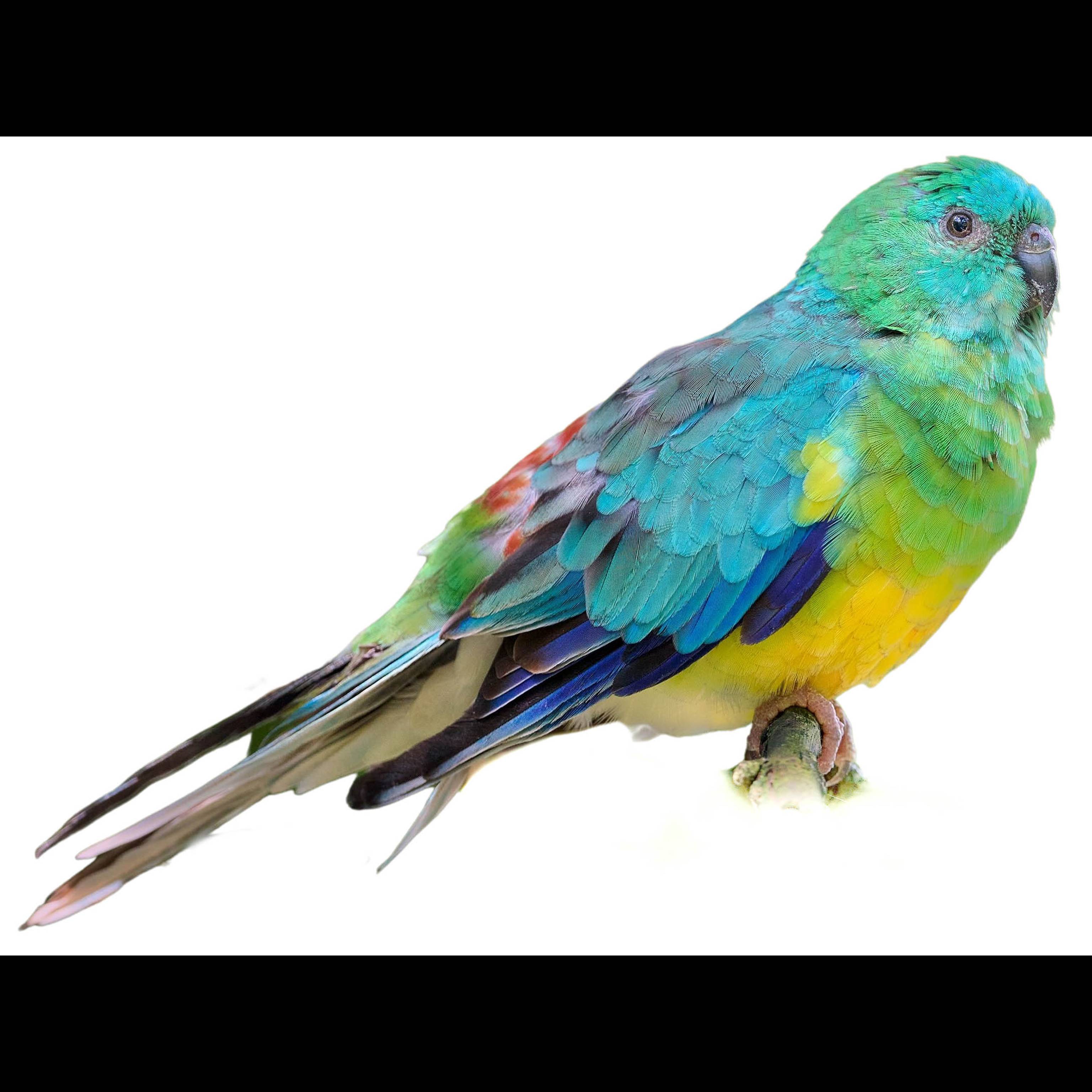 Red-rumped Parrot (Psephotus haematonotus) identification - Birda