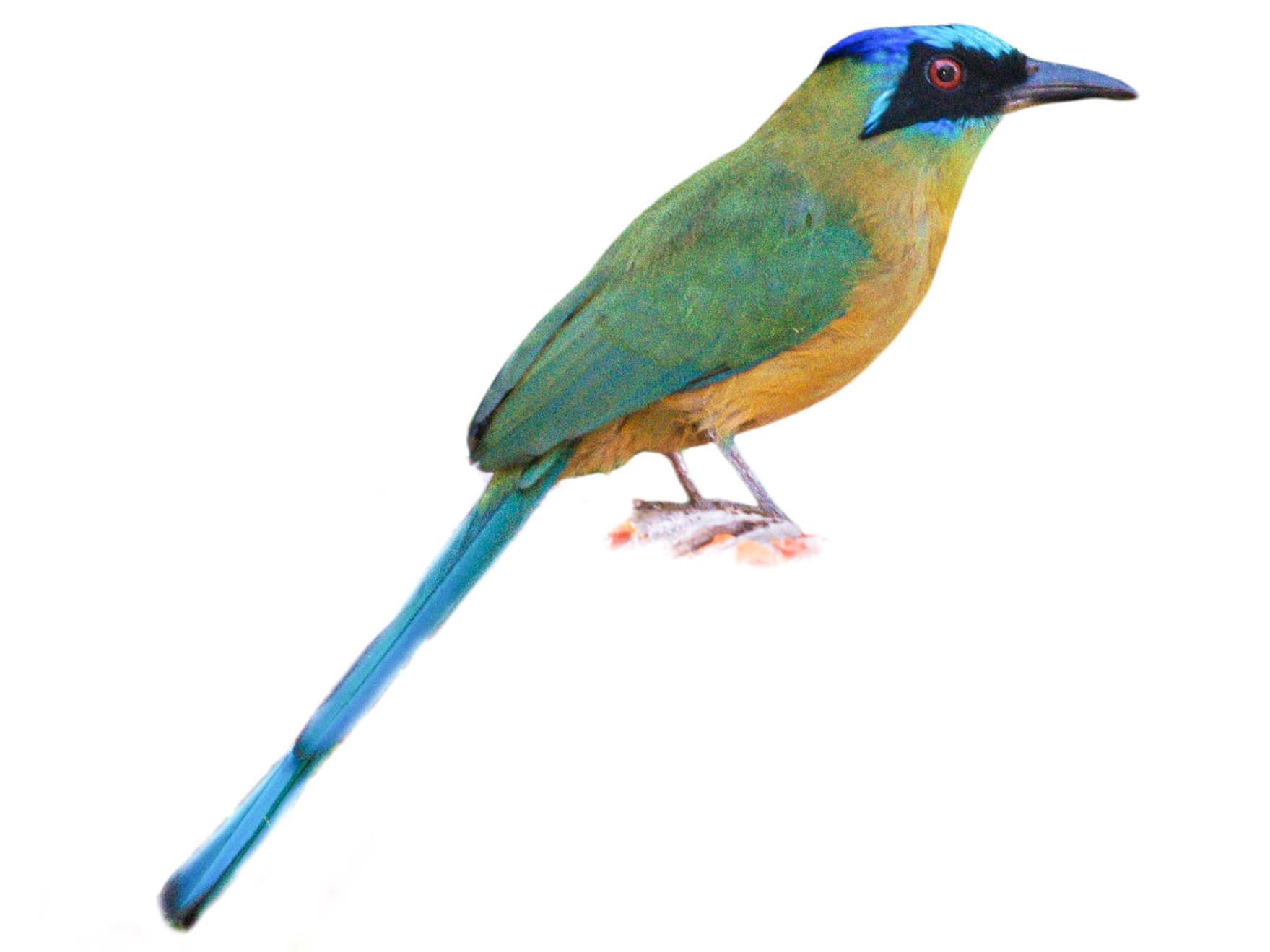 A photo of a Amazonian Motmot (Momotus momota)