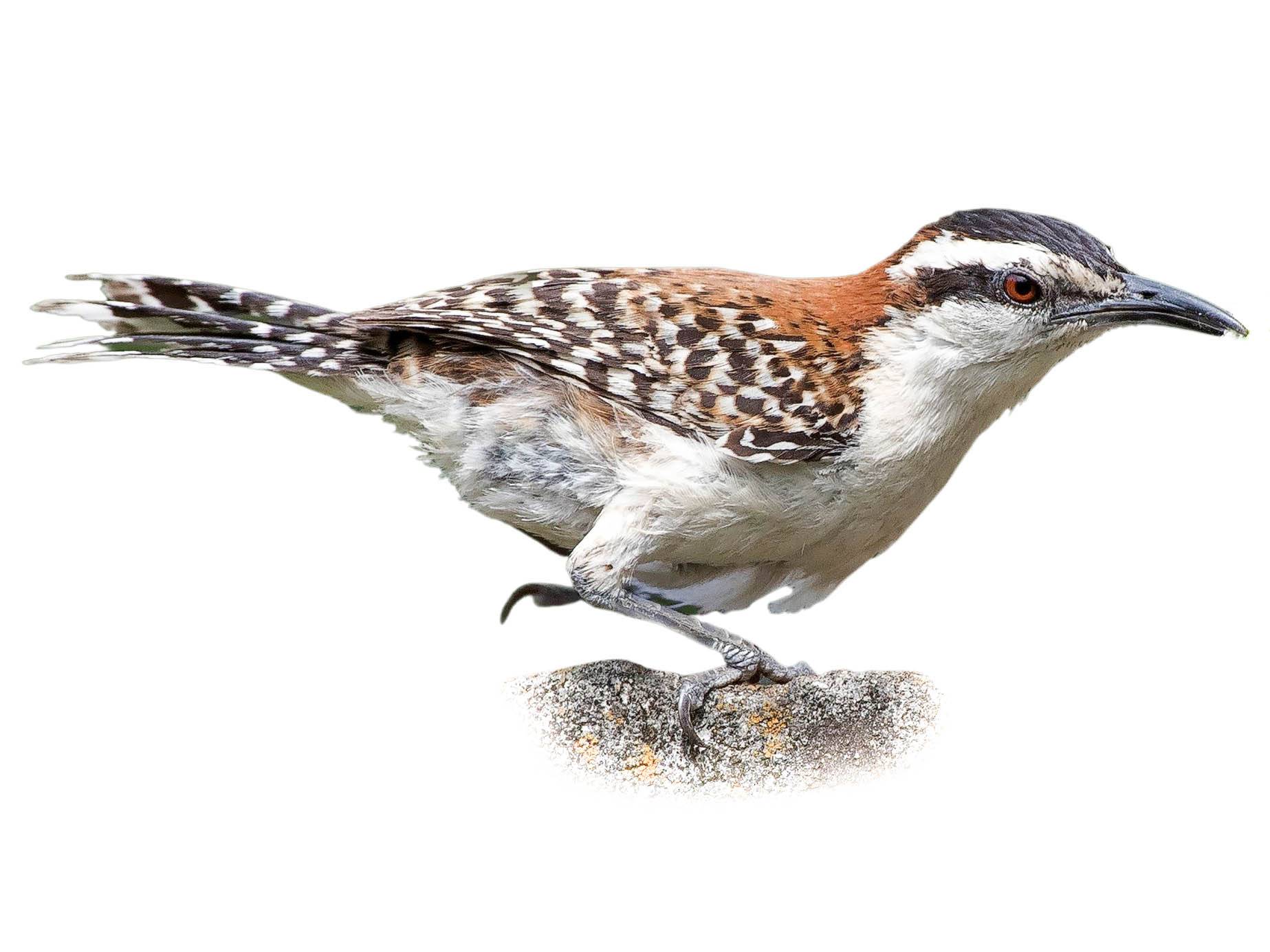 A photo of a Rufous-backed Wren (Campylorhynchus capistratus)