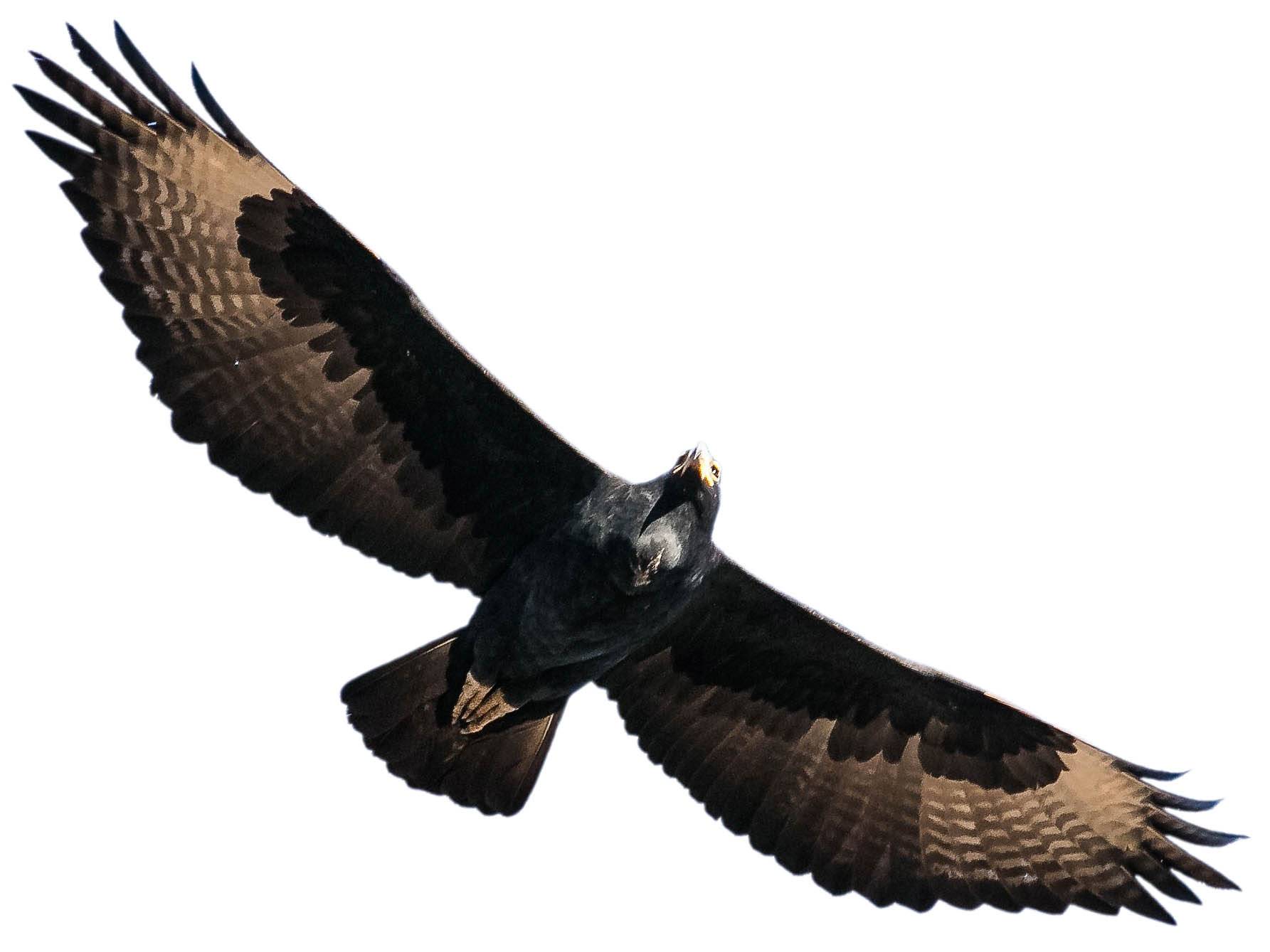 A photo of a Verreaux's Eagle (Aquila verreauxii)