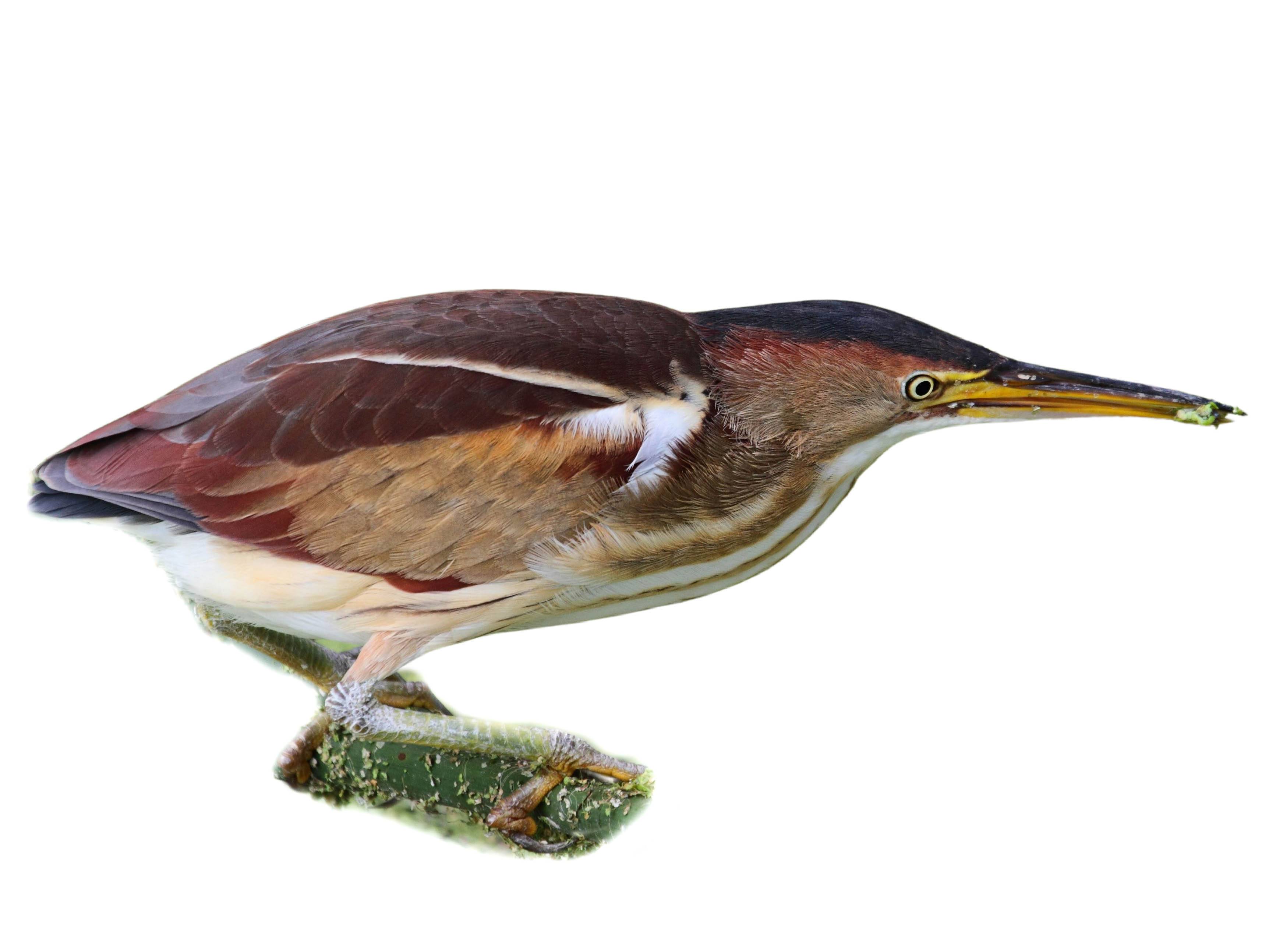 A photo of a Least Bittern (Ixobrychus exilis), male