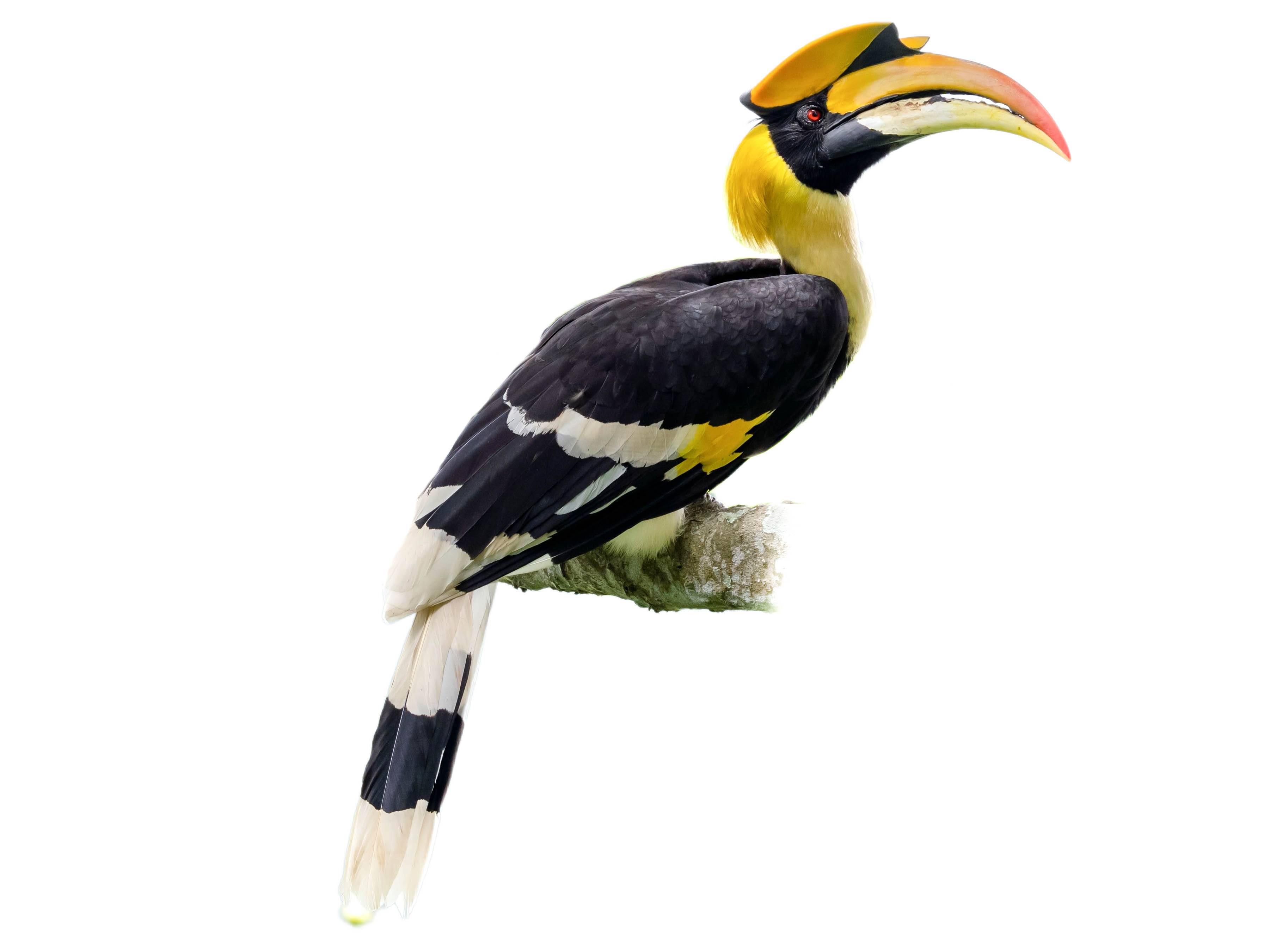 A photo of a Great Hornbill (Buceros bicornis), male