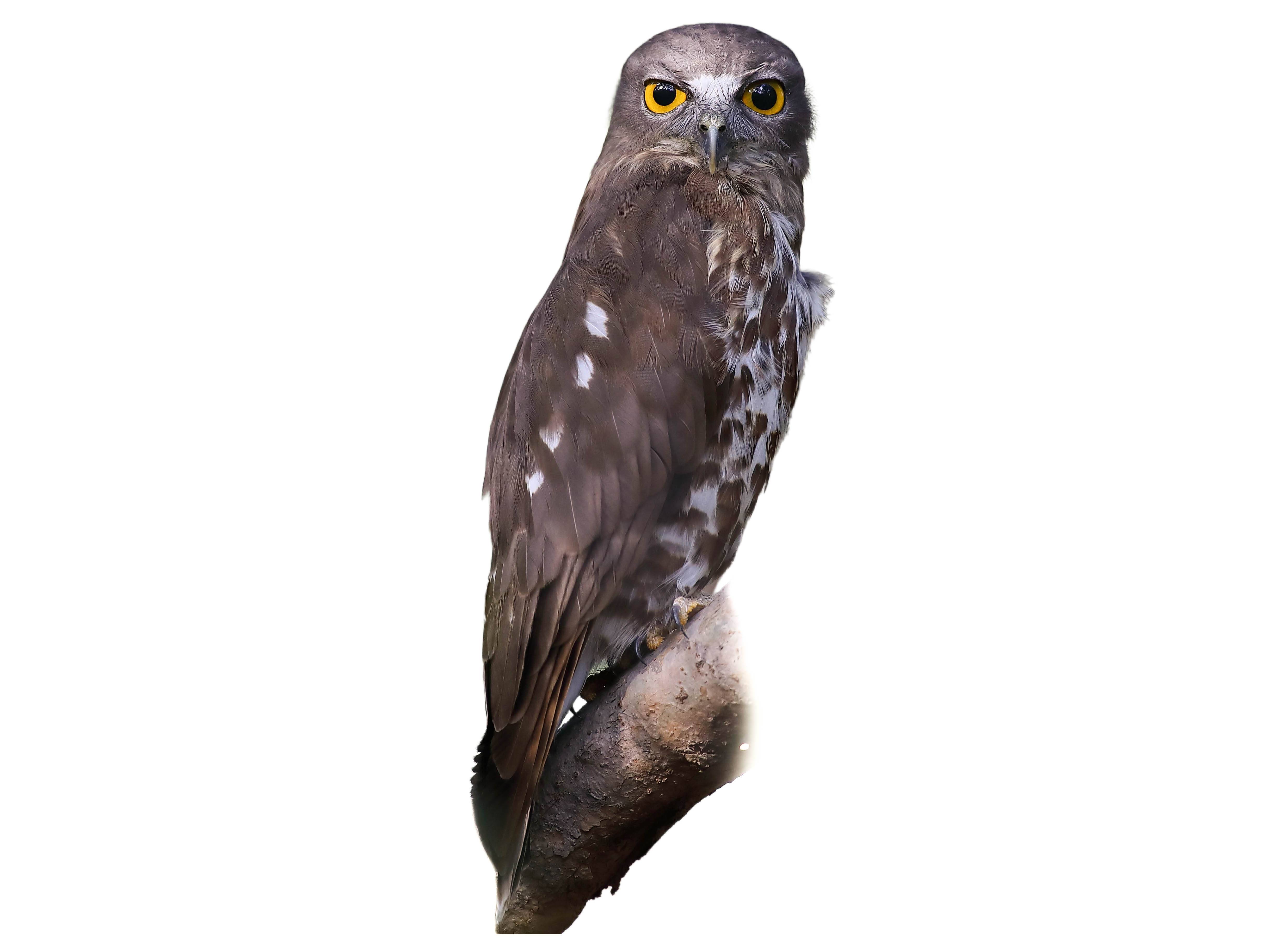 A photo of a Brown Hawk-Owl (Ninox scutulata)