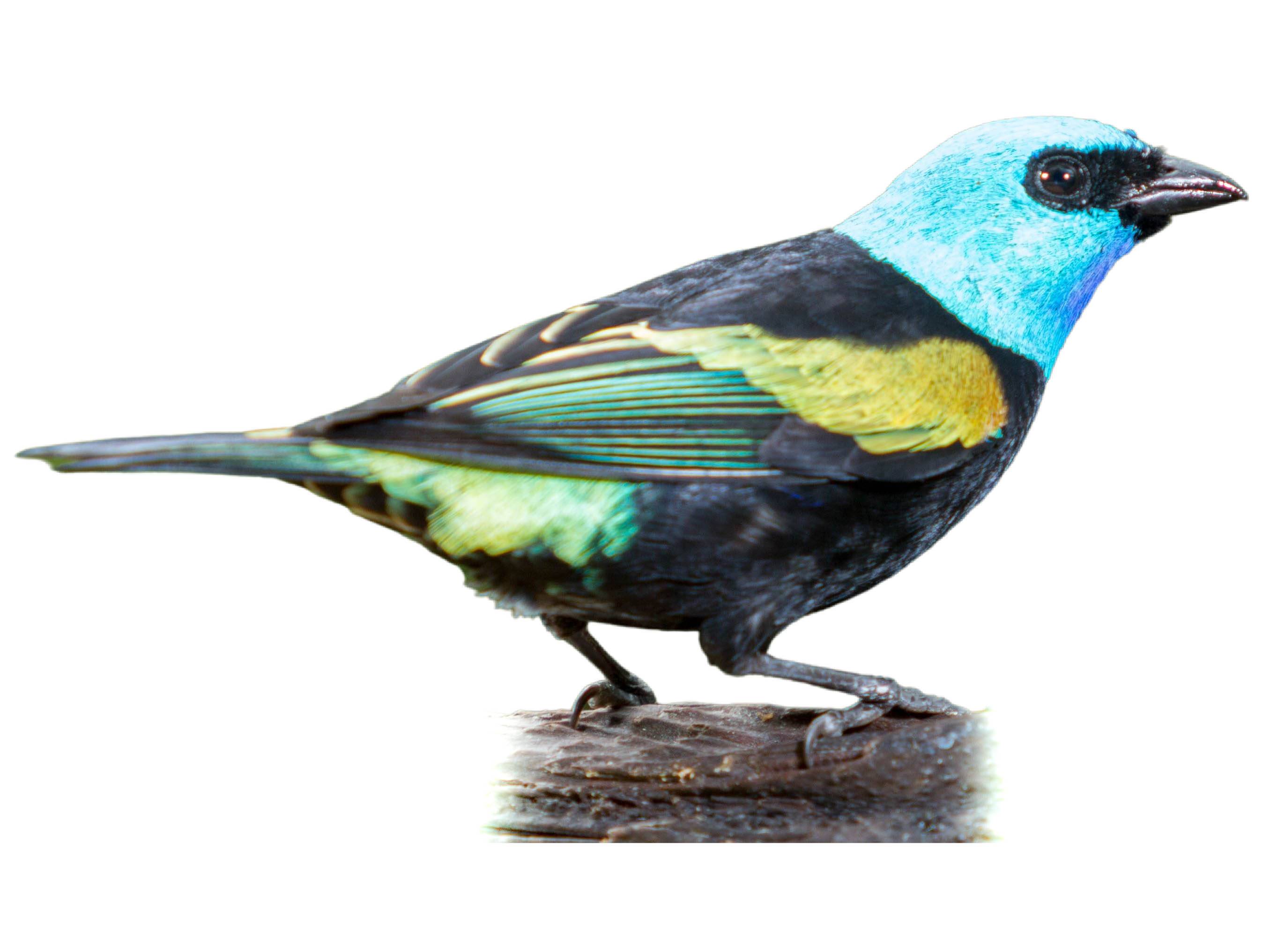 A photo of a Blue-necked Tanager (Stilpnia cyanicollis)