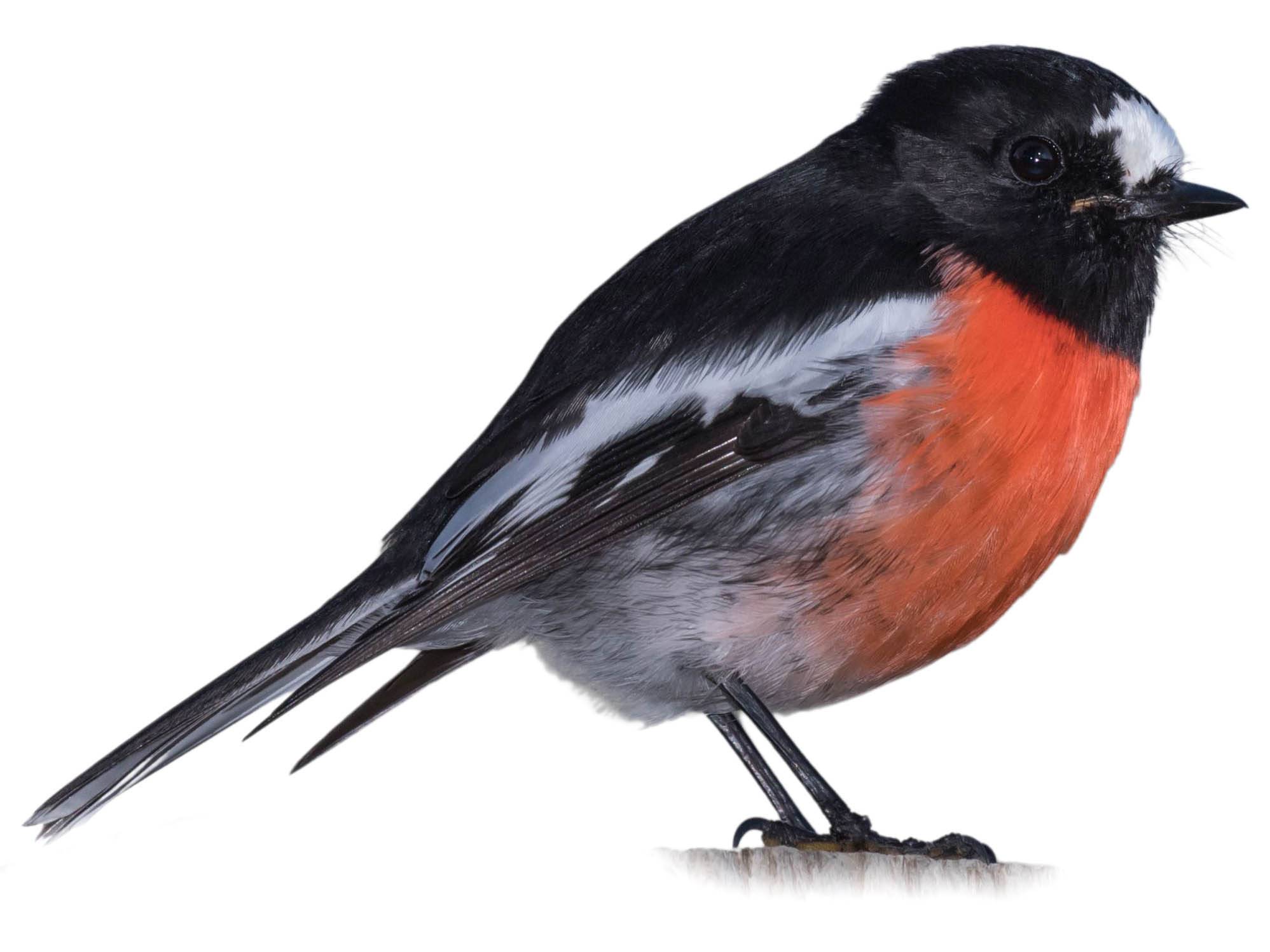 A photo of a Scarlet Robin (Petroica boodang), male