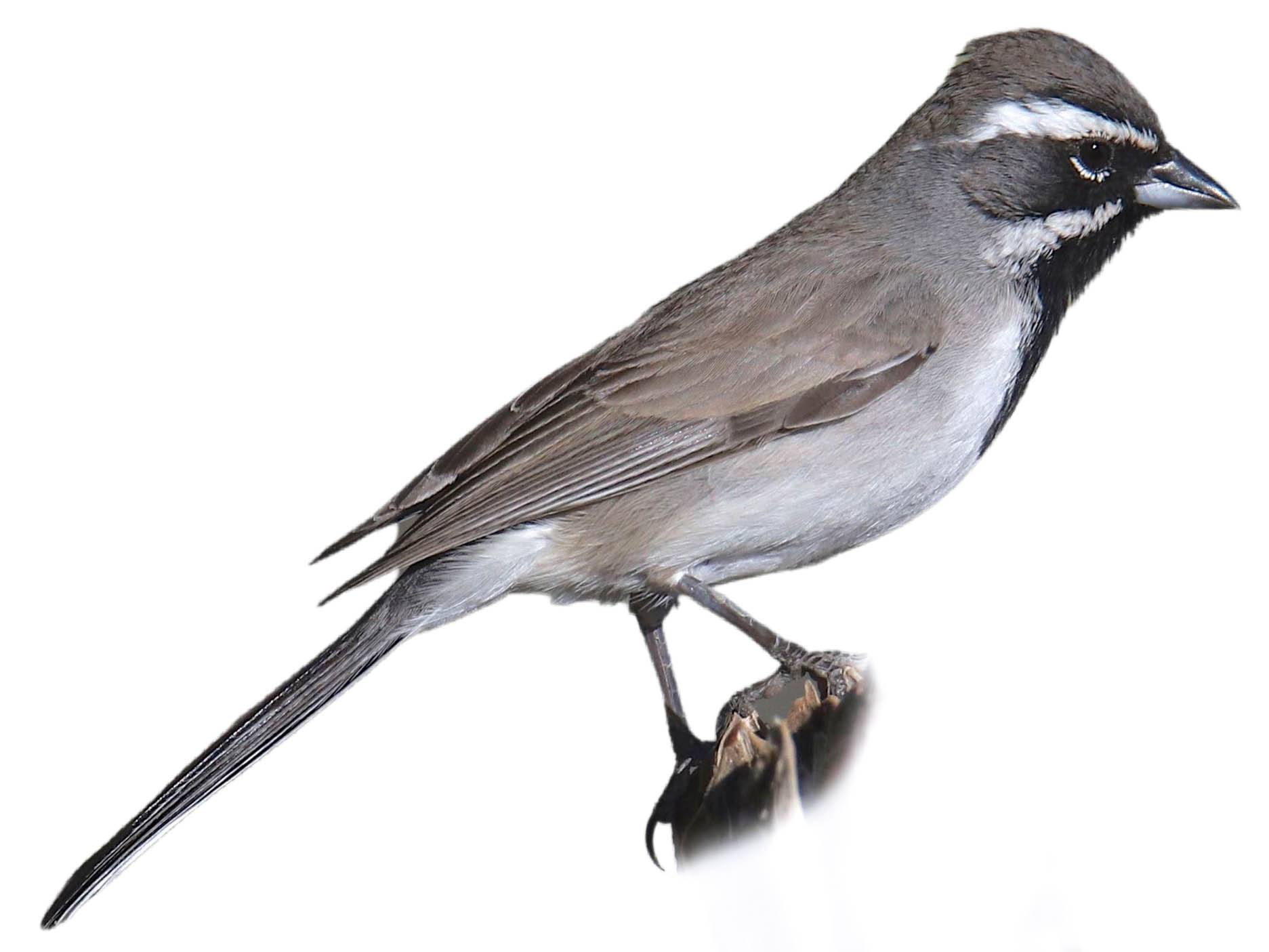 A photo of a Black-throated Sparrow (Amphispiza bilineata)